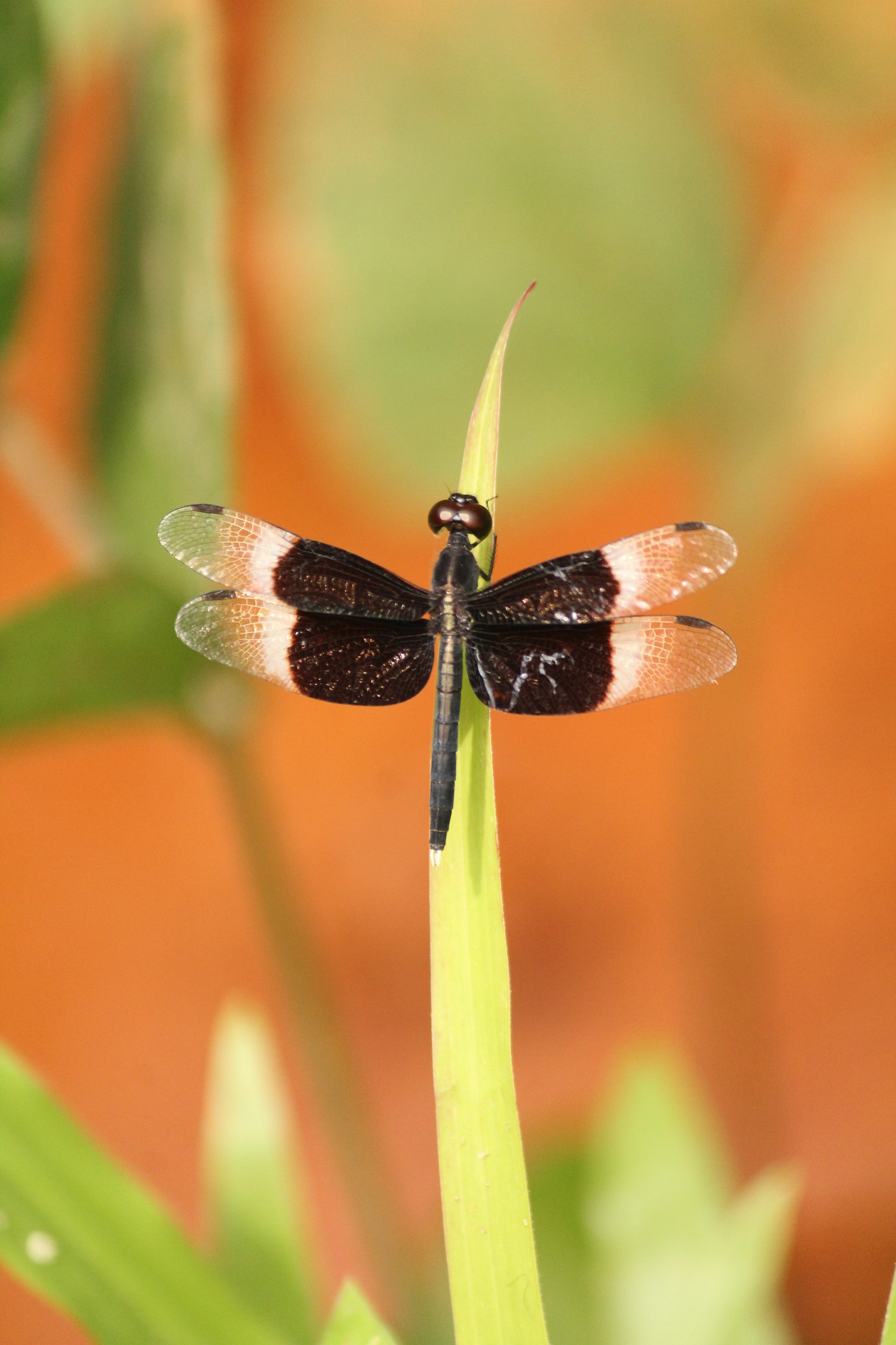 dragon fly, outdoors, flower head, blade of grass, animals in the wild, 5K, animal wing, flower, freshness, selective focus, life, beauty in nature, vulnerability, Phone HD Wallpaper