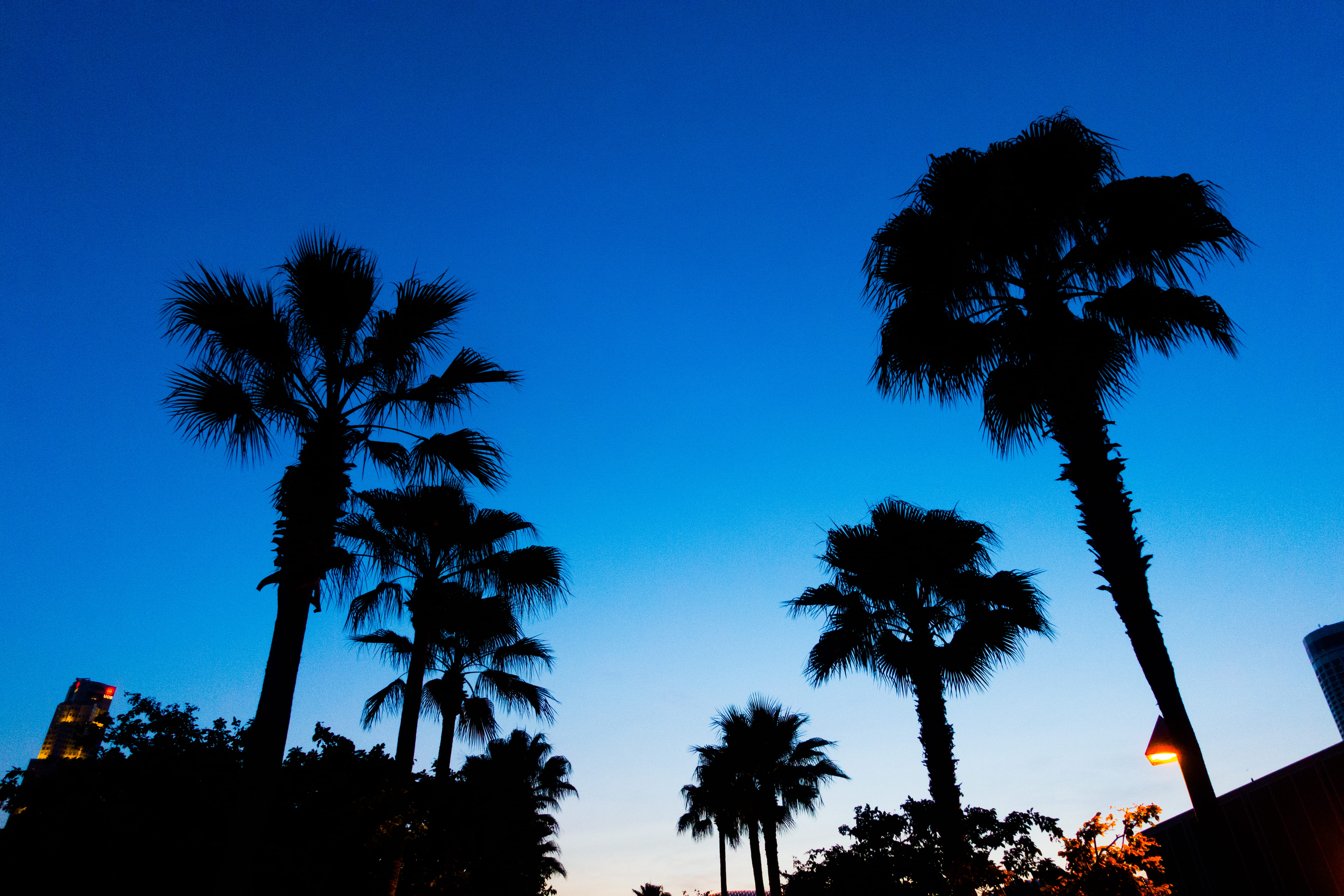 sunlight, tropical climate, blue, tropical, palm leaf, flare, beauty in nature, clear sky, weather, arecaceae, light, scenics - nature, silhouette, tropical tree, HD Wallpaper