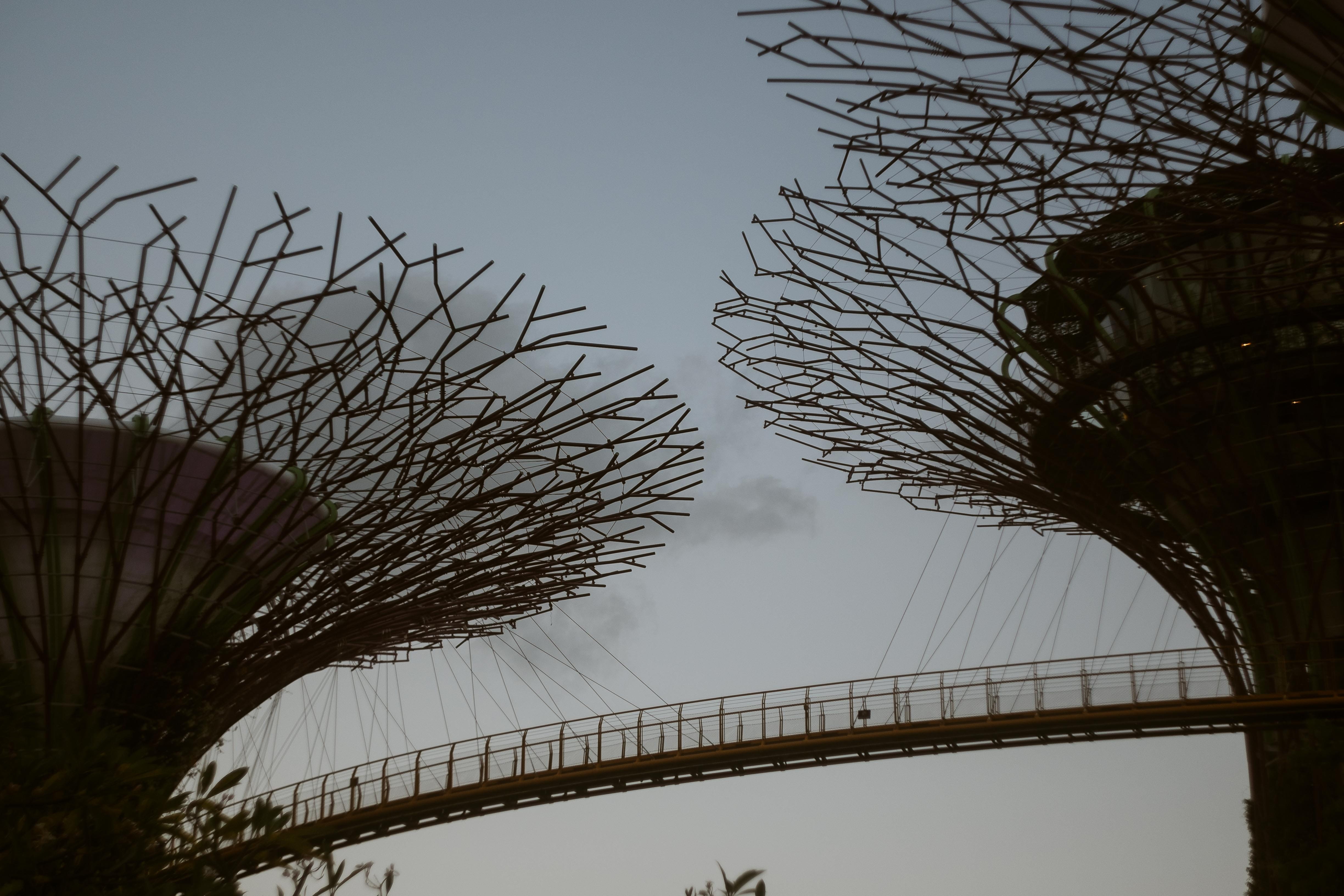 modern, gardens by the bay, nature, outdoors, bridge, bridge - man made structure, tourism, connection, city, no people, travel destinations, 4K, day, HD Wallpaper