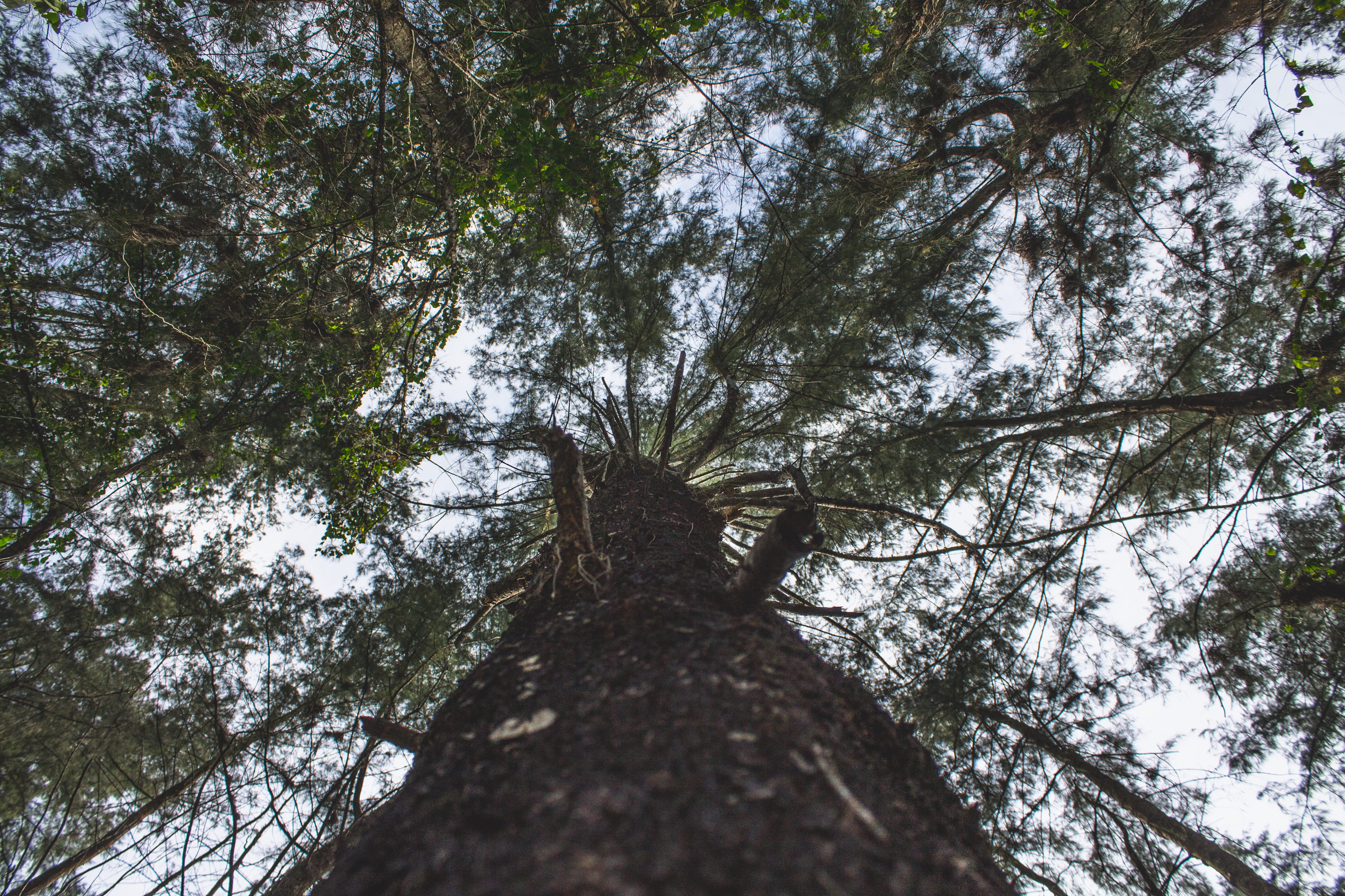 coney island singapore, singapore, bark, outdoors, tree trunk, explore, branch, travel, tranquility, trail, tree canopy, beauty in nature, branches, trekking, HD Wallpaper