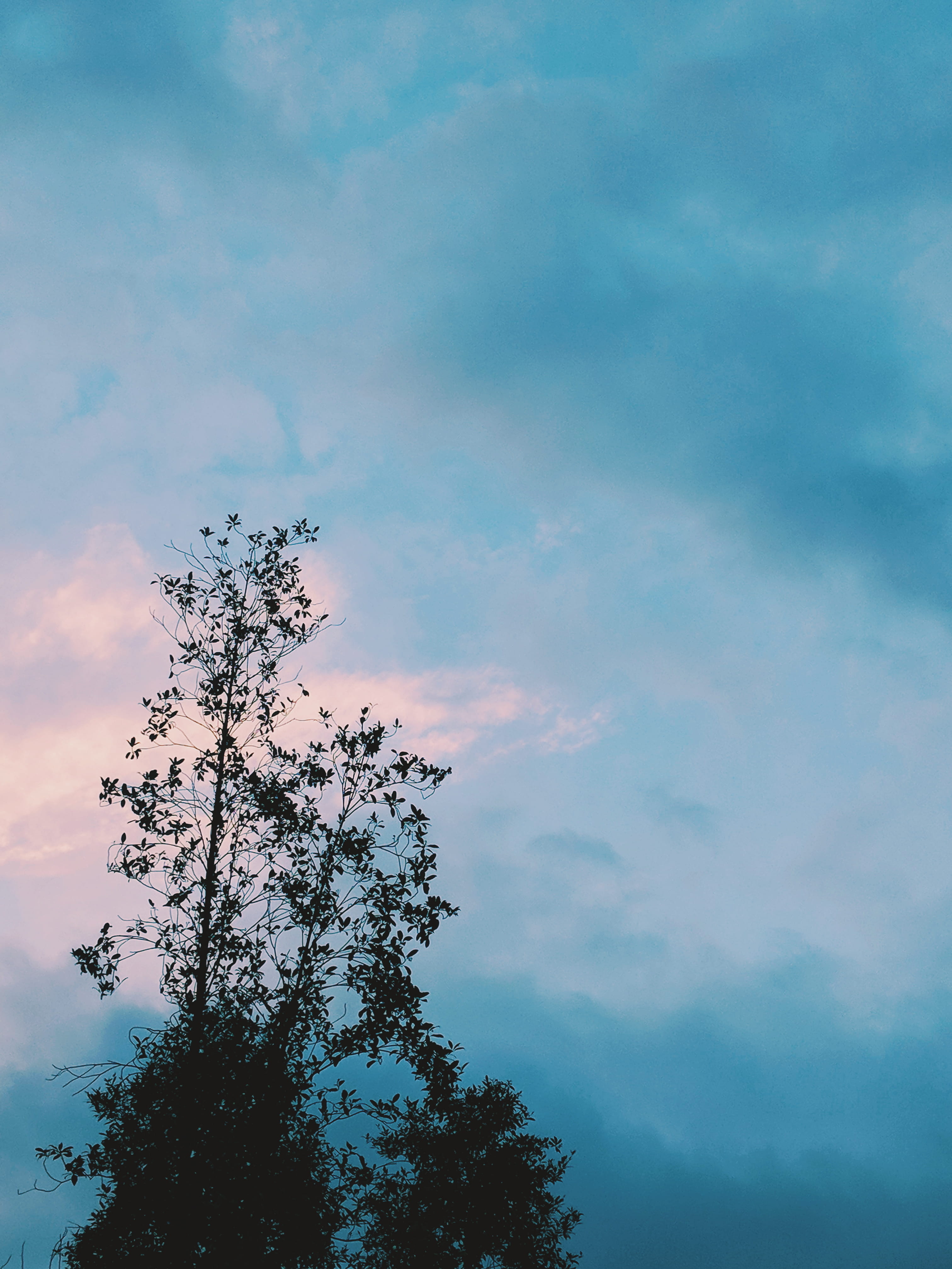 nature, blue, tranquil scene, outdoors, low angle view, sunset, cloud - sky, branch, beauty in nature, plant, 4K, singapore, tree, growth, sky, single tree, Phone HD Wallpaper