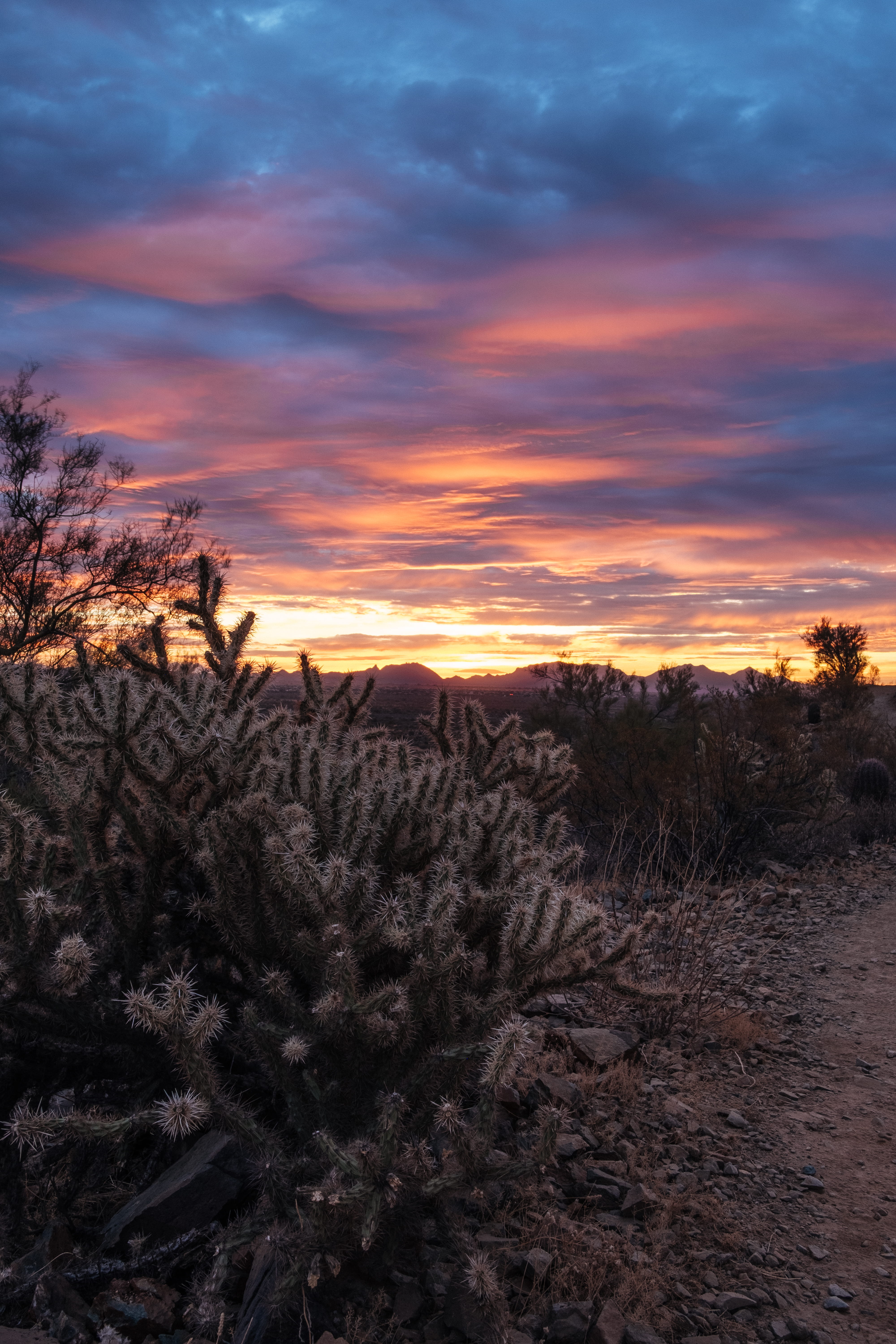 land, x-t2, no people, phoenix, idyllic, nature, sunset, growth, apache wash trailhead, beauty in nature, trees, fujix, explore, scenics - nature, field, Phone HD Wallpaper