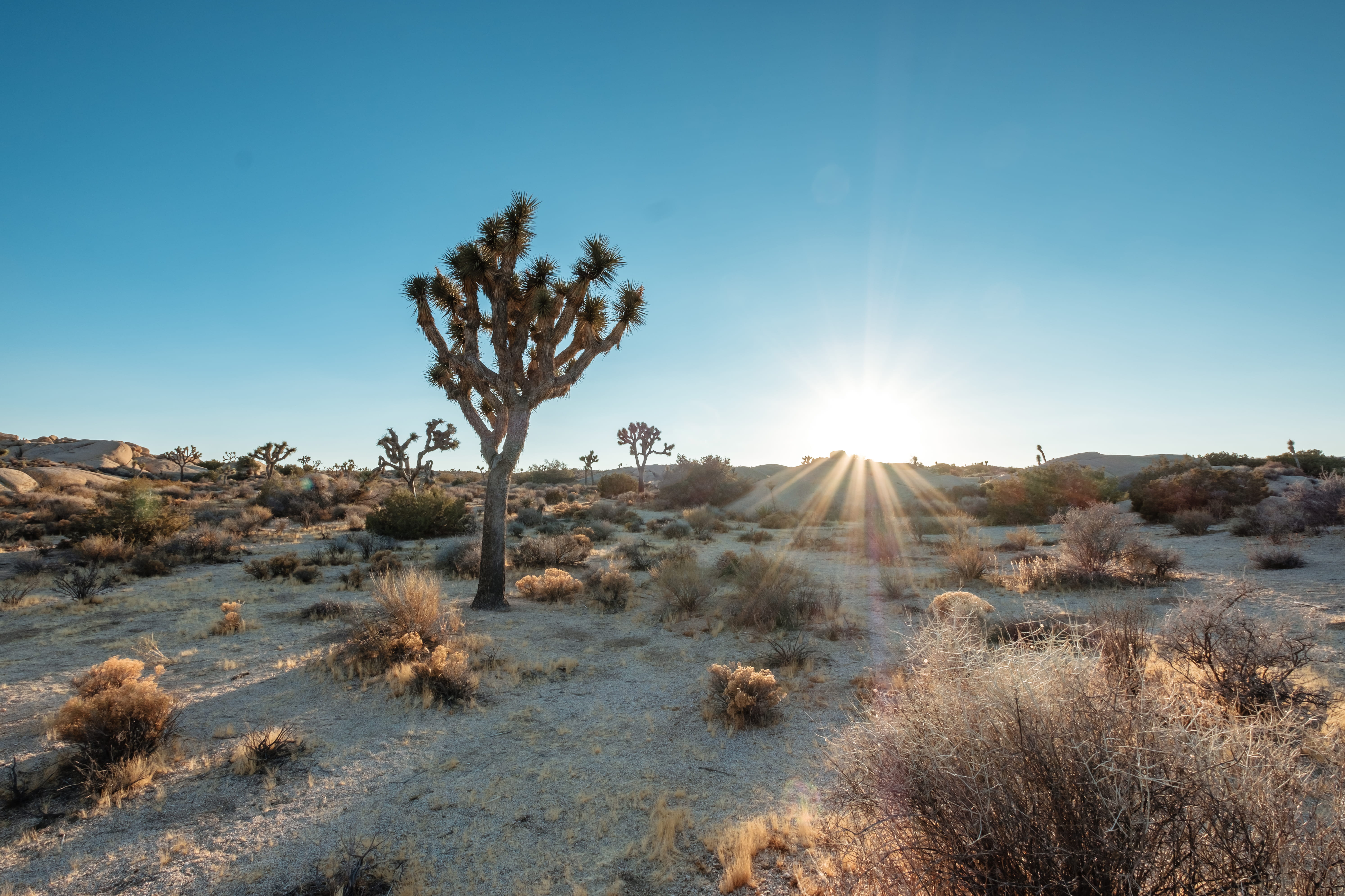 no people, sunbeam, beauty in nature, plant, landscape, sunlight, arid climate, sky, lens flare, tree, sunset, daytime, land, semi-arid, growth, non-urban scene, HD Wallpaper