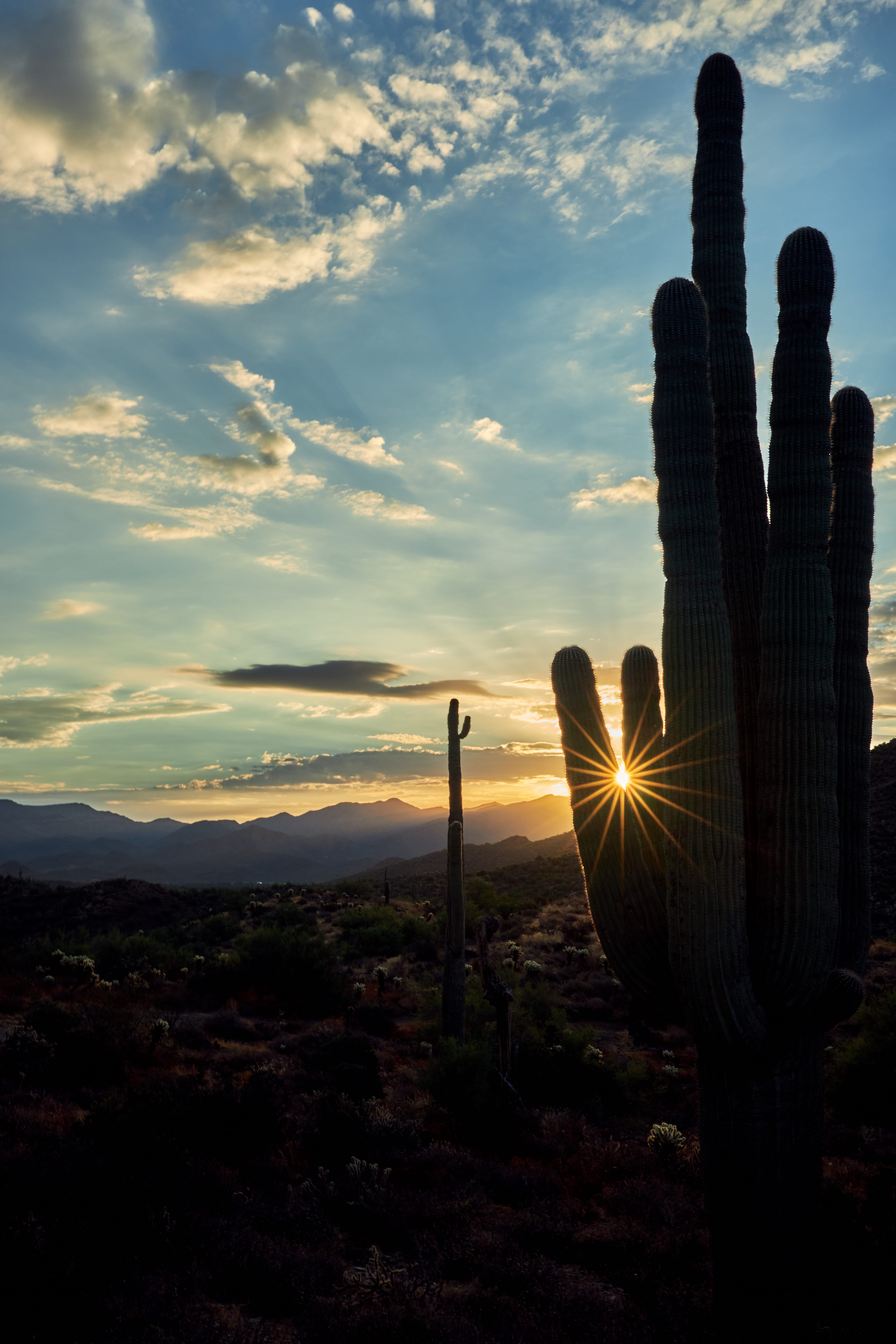 cloud, succulent plant, sky, non-urban scene, no person, plant, cave creek, arizona, nature, landscape photography, field, cactu, scenics - nature, desert, Phone HD Wallpaper