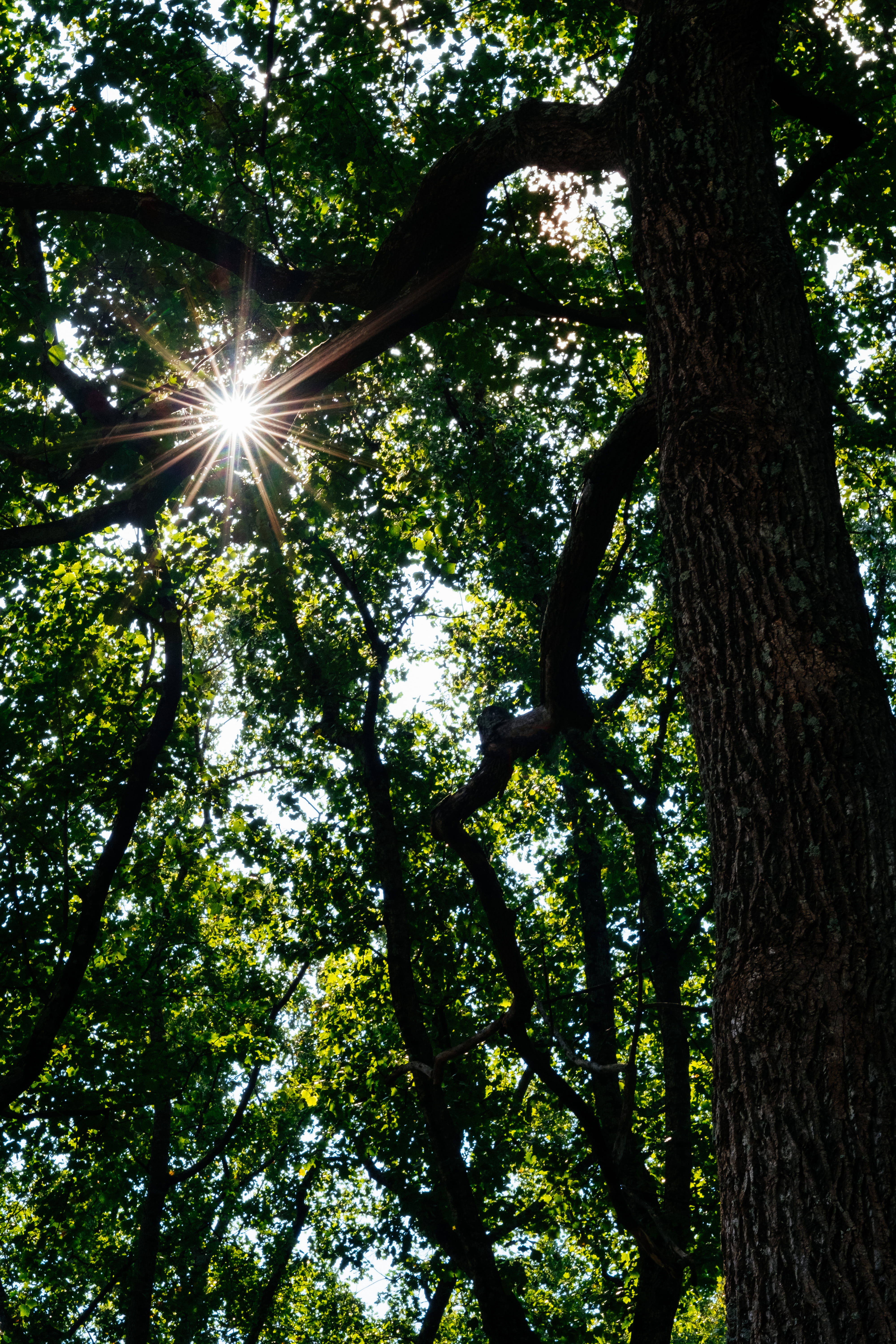 united states, summer, atlanta botanical garden, day, forest, fujifilm, xt2, tree canopy, land, growth, fujix, sun, sunbeam, outdoors, beauty in nature, Phone HD Wallpaper