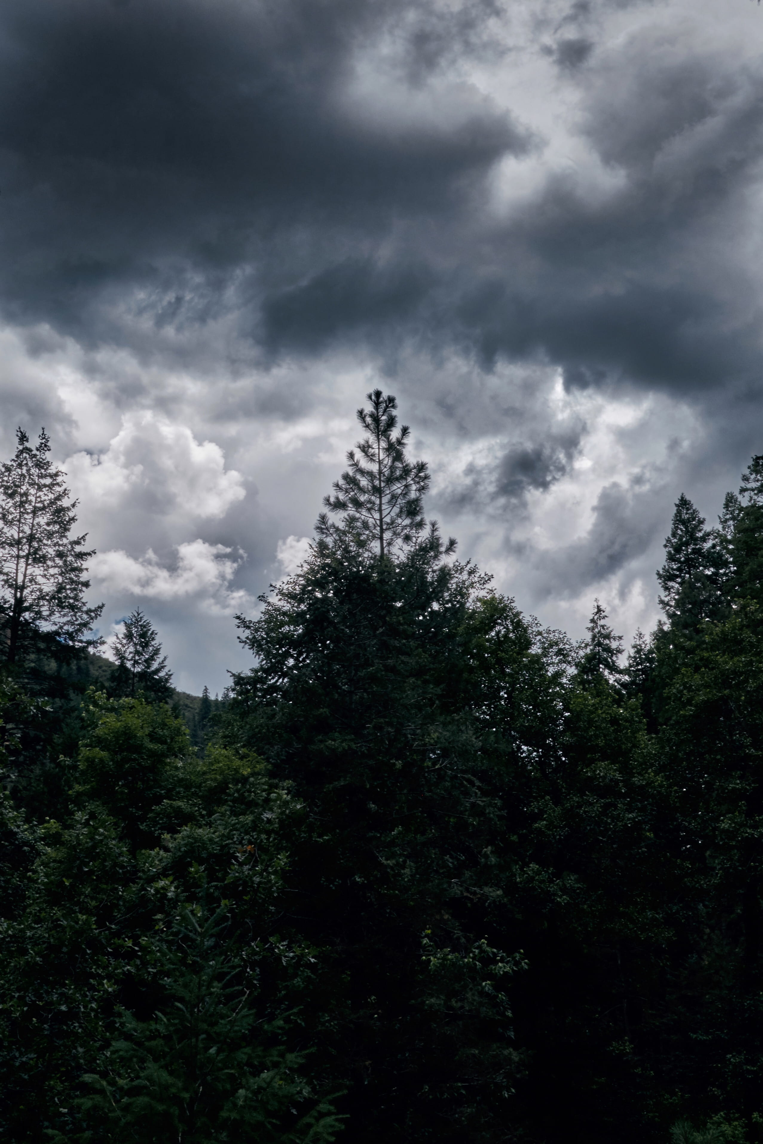 cloud - sky, coniferous tree, storm, nature, united states, land, scenics - nature, day, hiking, moody sky, forest, stormy, sky, treetop, plant, moody, Phone HD Wallpaper