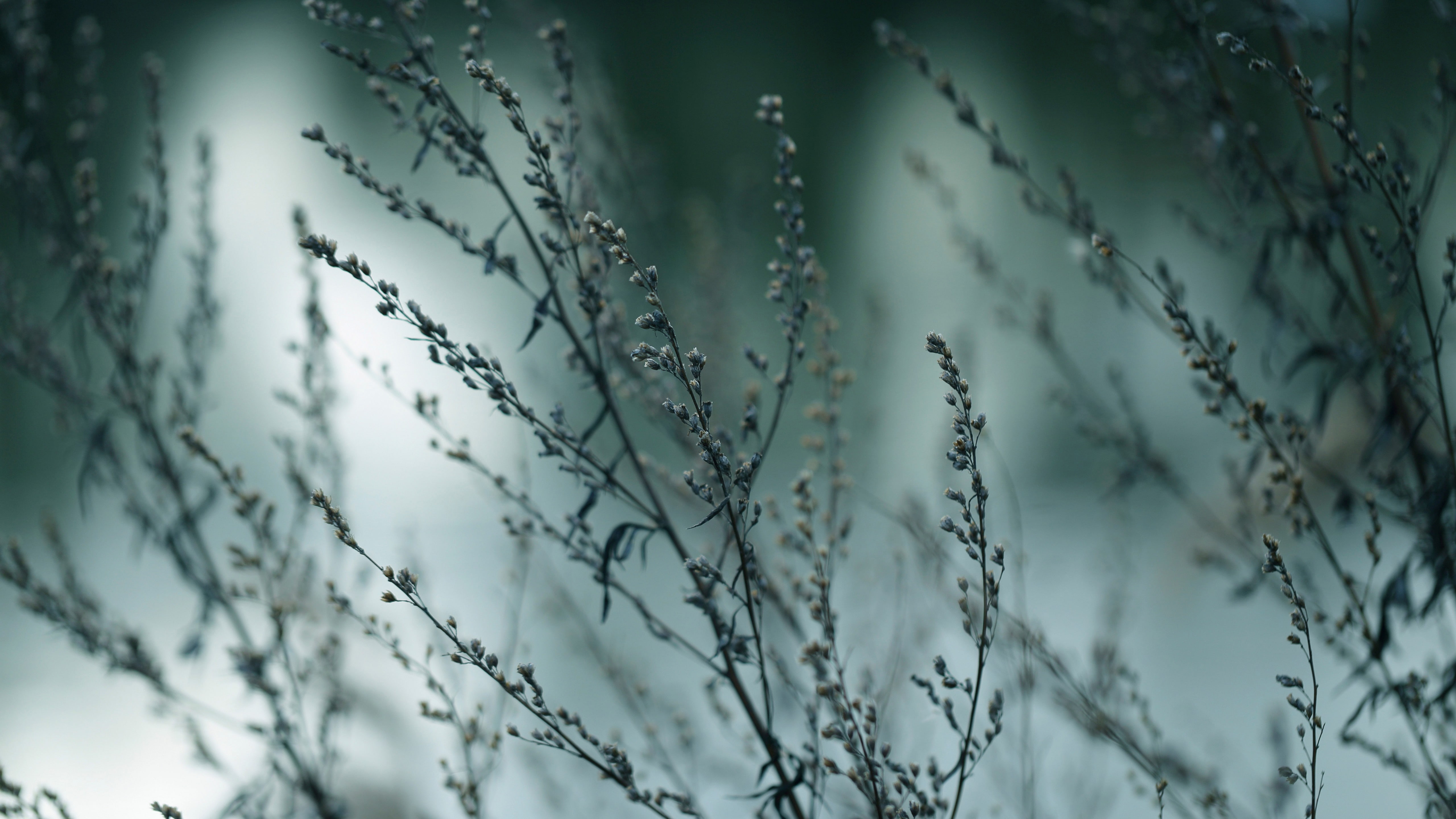 5K, blurry, nature, blurred, flower, plant, close up, HD Wallpaper