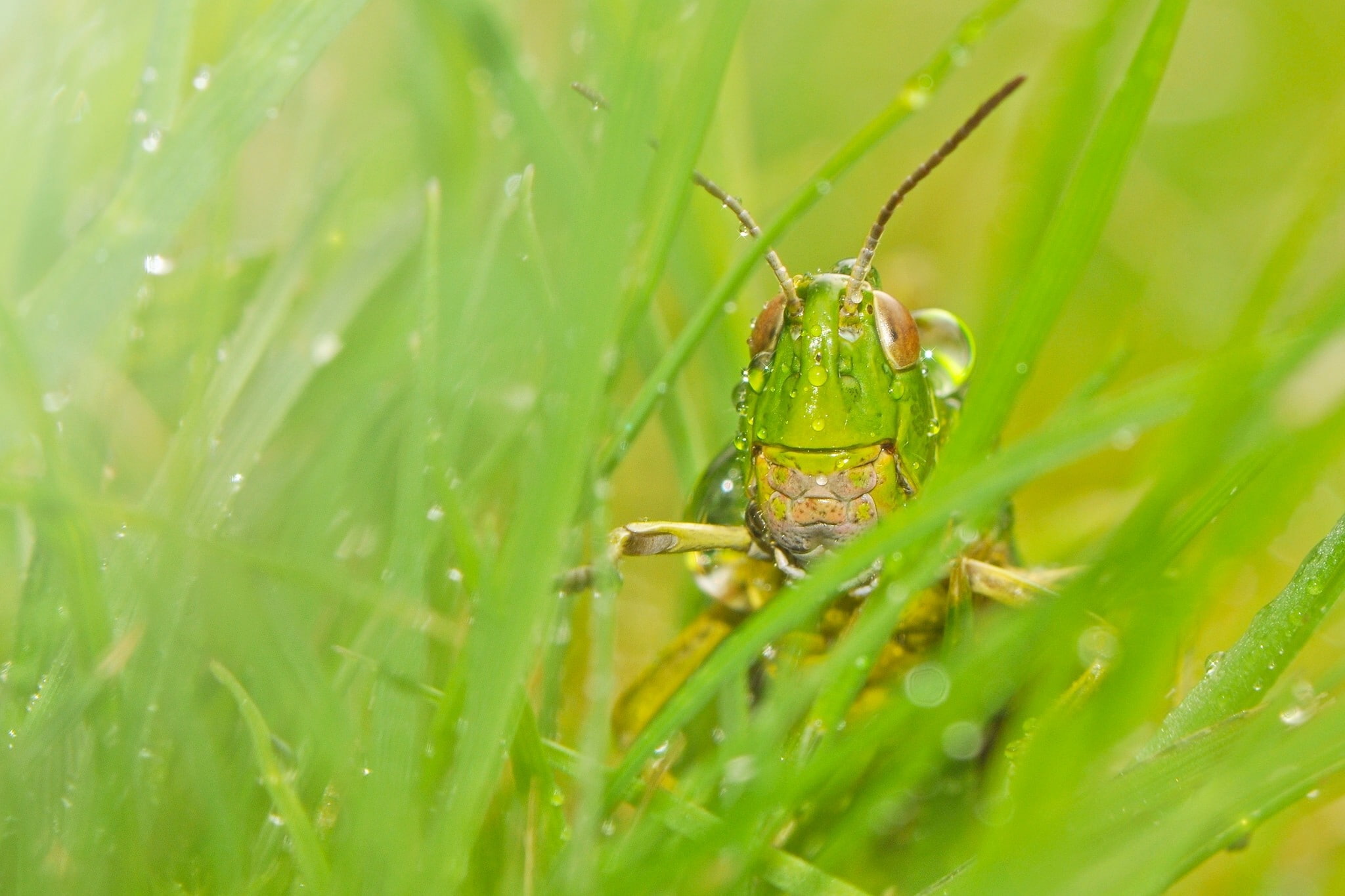 close-up, plant part, macro, leaf, no people, day, one animal, growth, selective focus, green color, animals in the wild, blade of grass, animal wildlife, HD Wallpaper