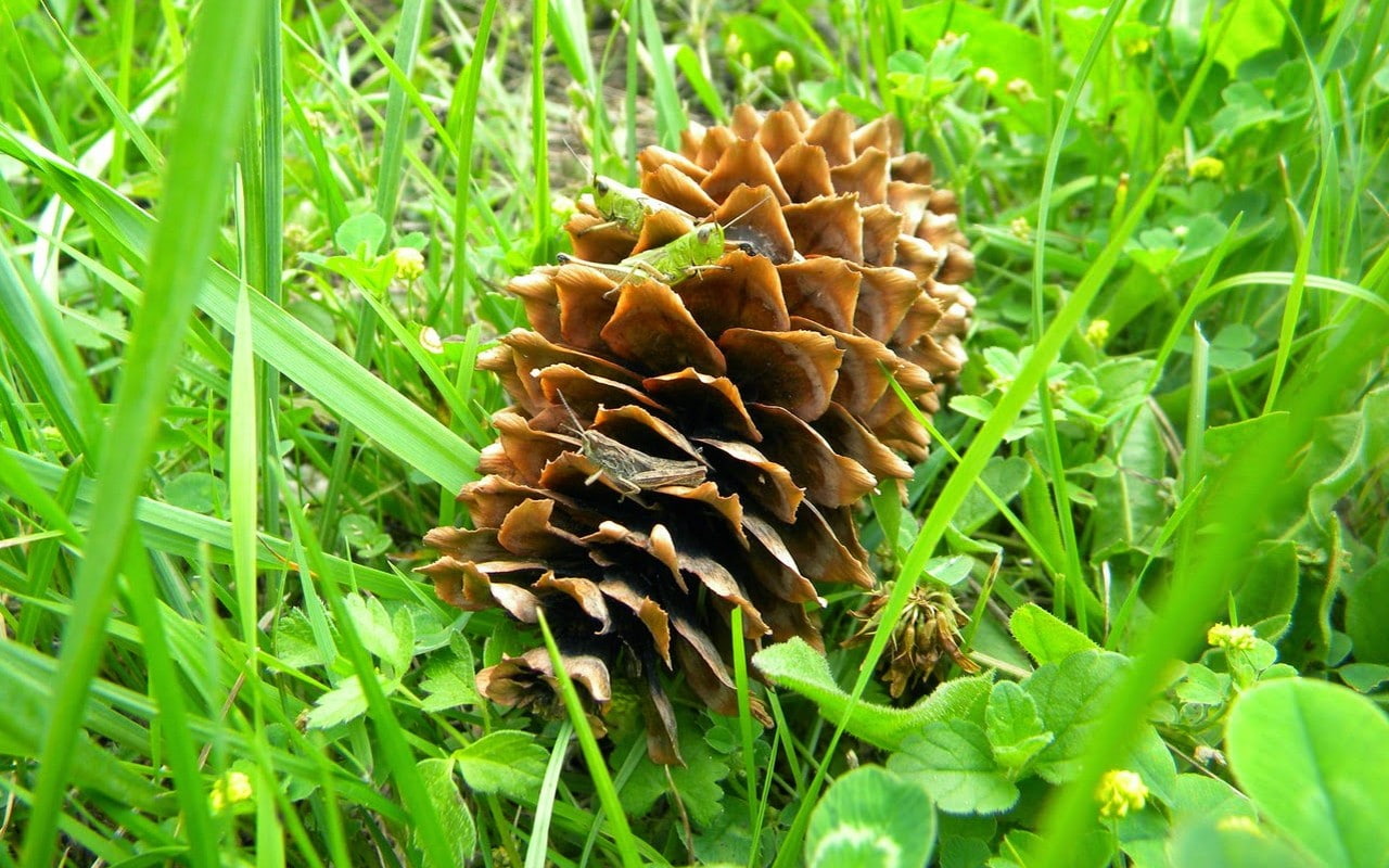 green color, beauty in nature, tranquility, selective focus, growth, no people, brown, close-up, grasshopper, grass, outdoors, pine cone, plant part, land, HD Wallpaper