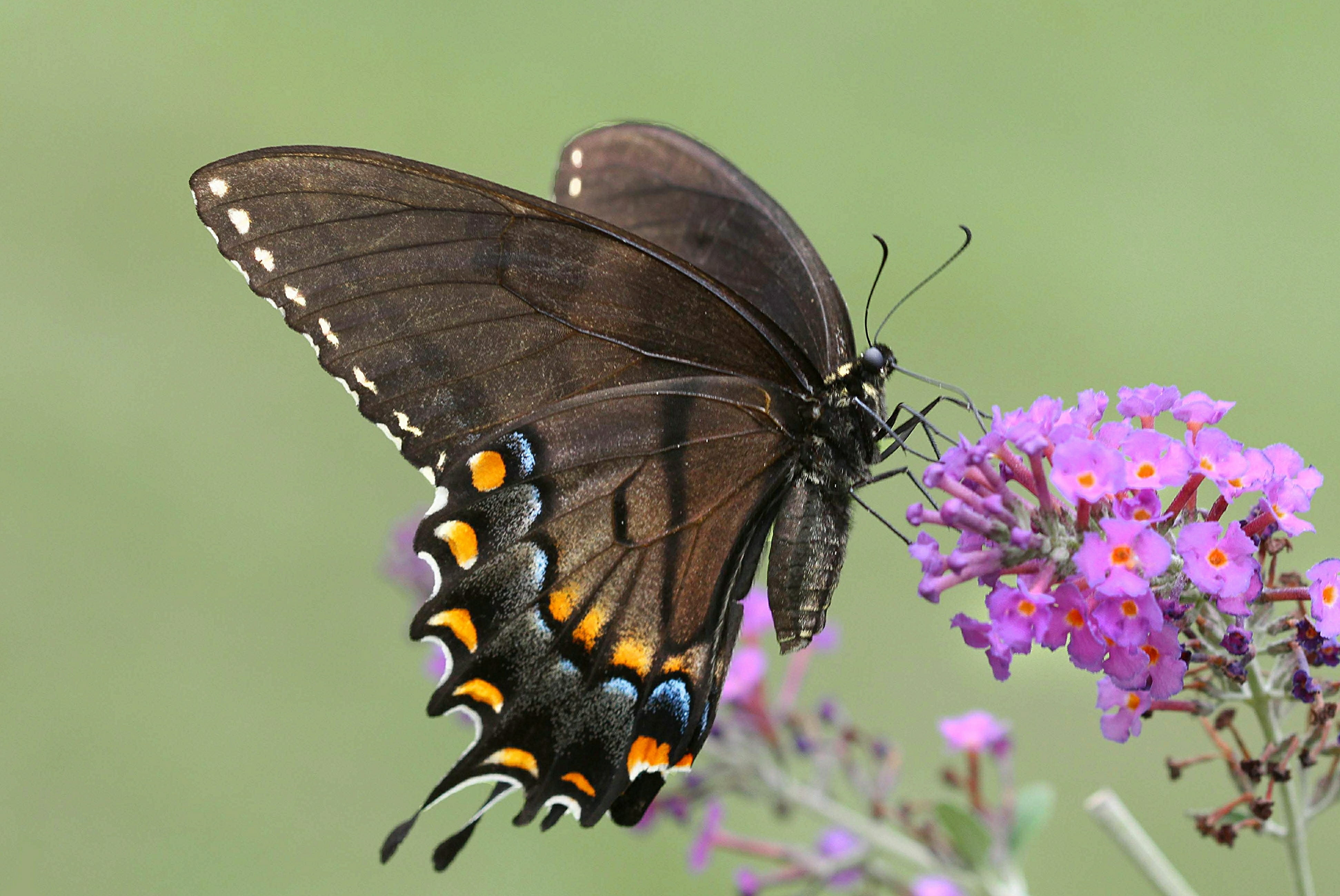 swallowtail, nature, Black Tiger, summer, fragility, purple, Richmond County  North Carolina, beauty In Nature, flower, 4K, blue  orange, purple flower, HD Wallpaper