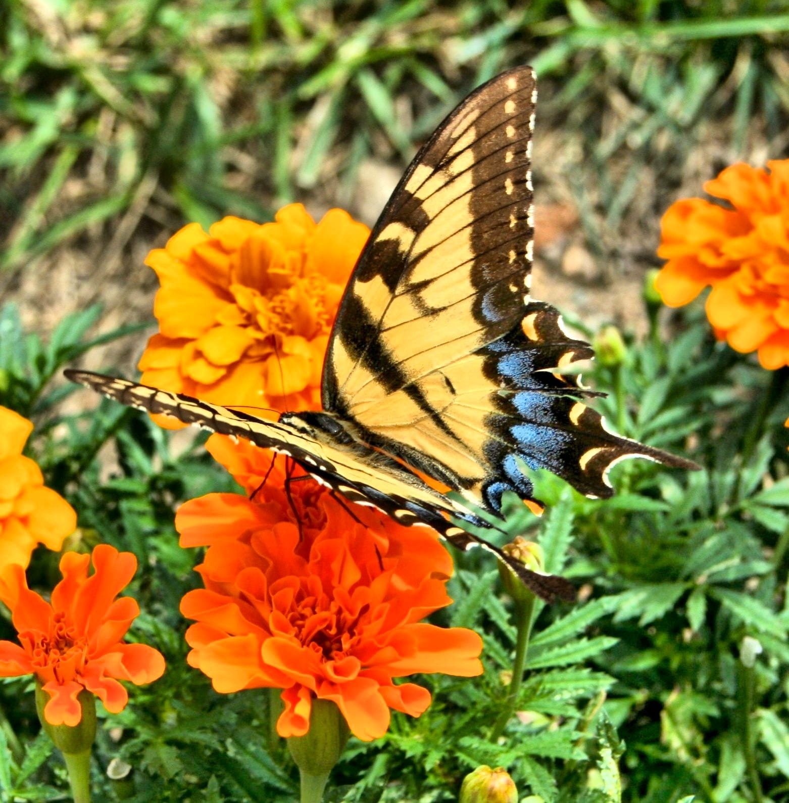 vulnerability, nature, black butterfly, outdoors, animal wing, fauna, butterfly, animal, animal wildlife, wings, black, no people, animals in the wild, Phone HD Wallpaper
