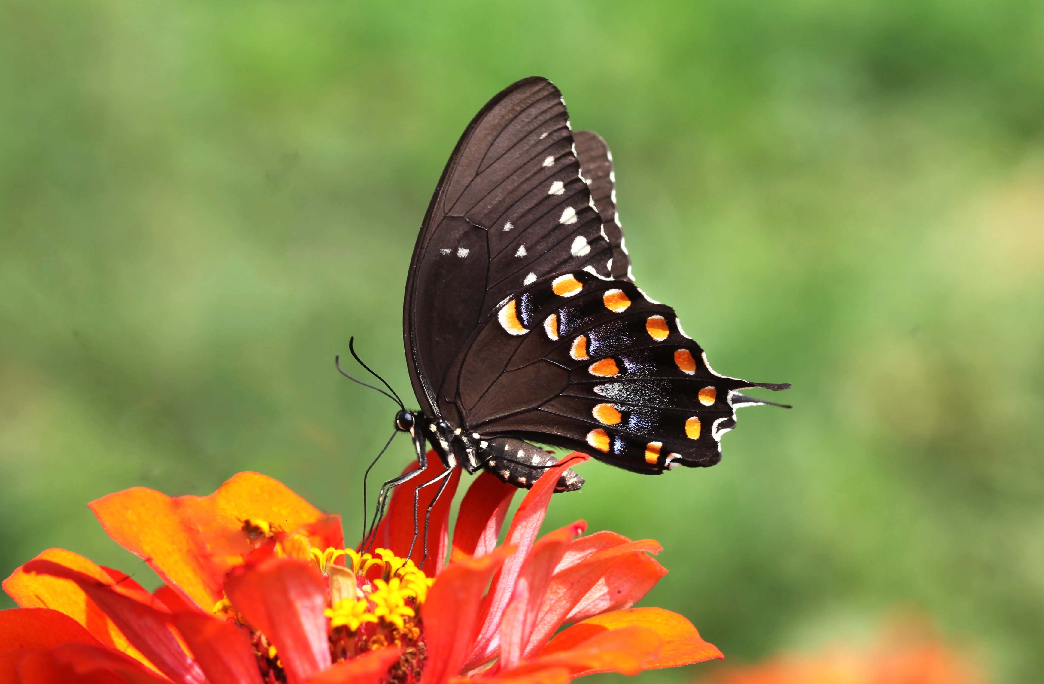 spicebush, Papilio troilus, black and yellow swallowtail, nature, butterfly, 2K, yellow, flowers  North Carolina, close-up, multi Colored, animal Wing, HD Wallpaper