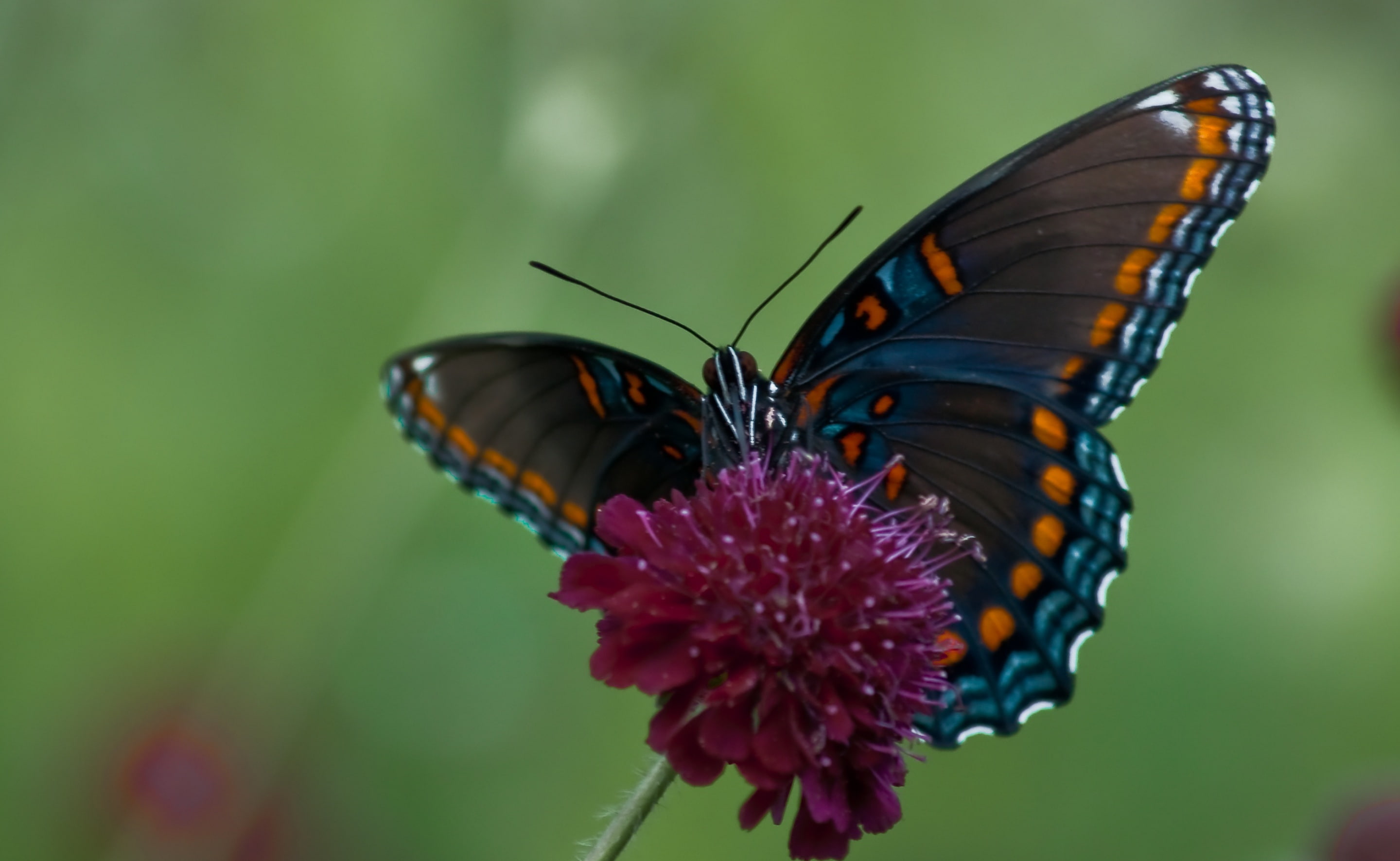 Insect, animals in the wild, 2K, outdoors, Insects, one animal, vulnerability, Swallowtail, Wings, flowering plant, Animals, animal themes, close-up, no people, HD Wallpaper