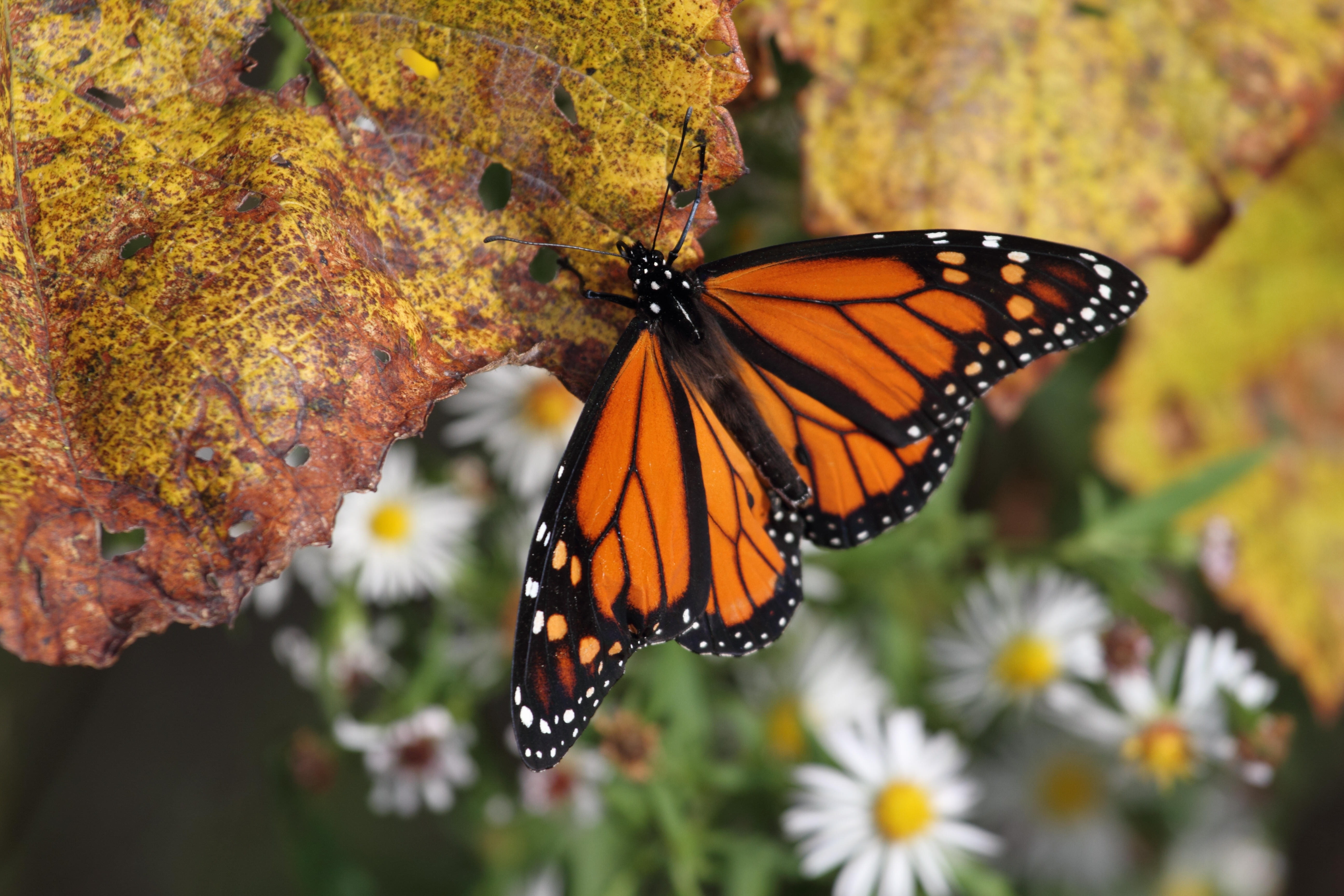 fly, one animal, nature, pollination, day, no people, orange color, red admiral, outdoors, flowering plant, butterfly - insect, 5K, leaf, butterfly isolated, HD Wallpaper