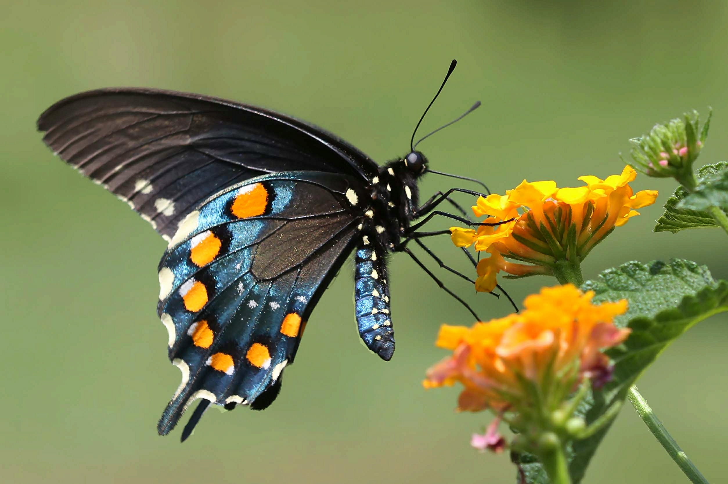 1080P, summer, animal Wing, insect, blue, blue  orange, flower, white Butterfly, thin film interference, butterfly, orange  black, optical activity, lantana, HD Wallpaper