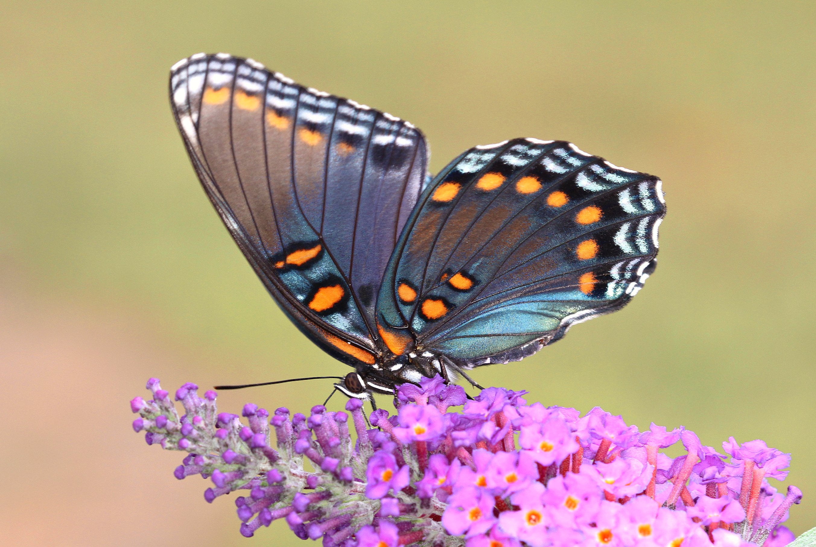 Limenitis arthemis, summer, nature, waves, close, Limenitis arthemis astyanax, richmond county, close up, thin film interference, purple, north carolina, HD Wallpaper