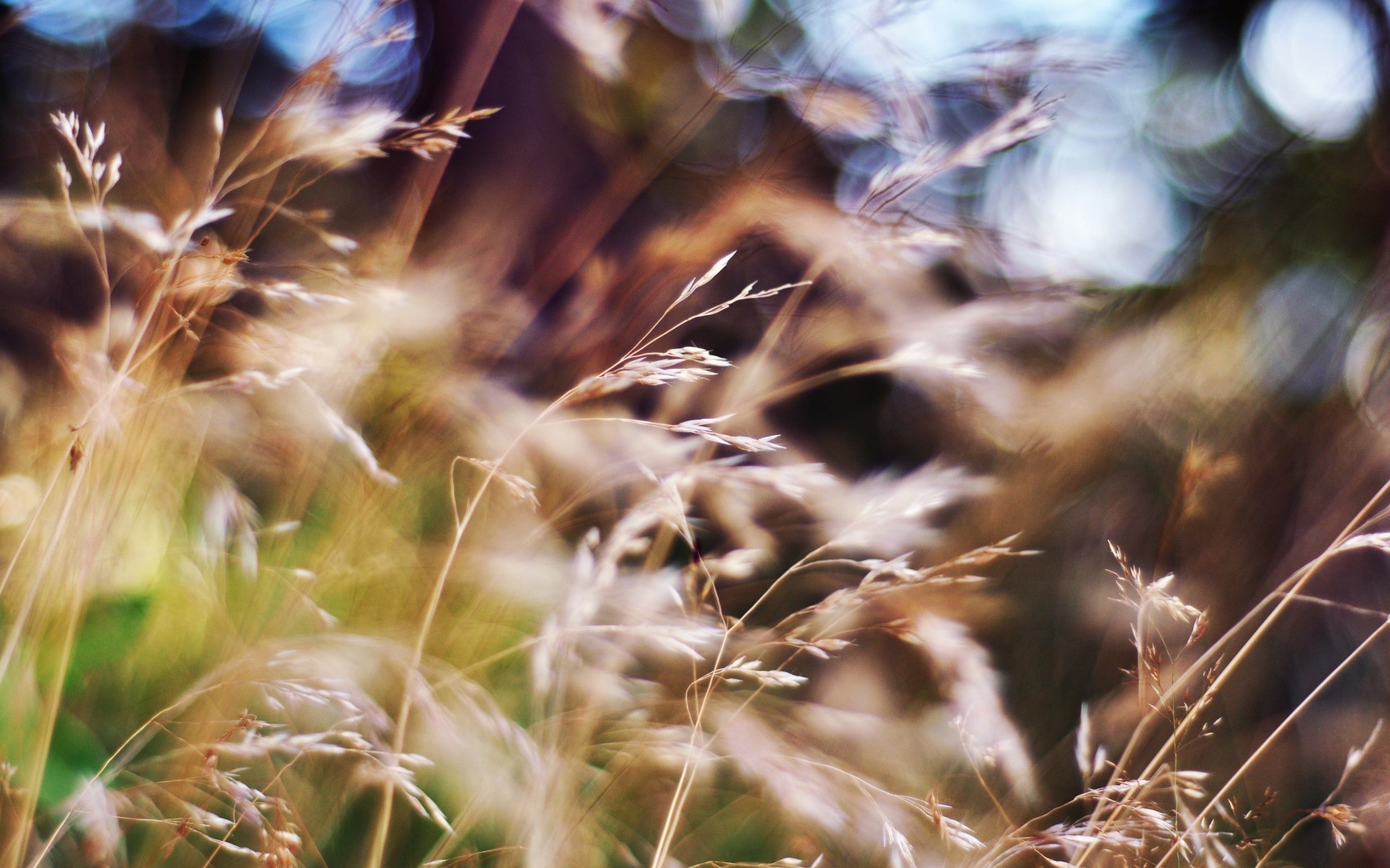 grass, 2K, blurred, HD Wallpaper