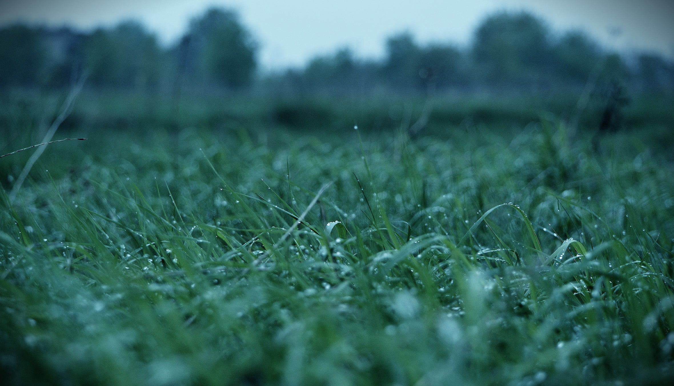 rural Scene, backgrounds, water drops, close-up, macro, selective focus, tranquility, season, green, grass, growth, crop, sunlight, field, nature, meadow, HD Wallpaper