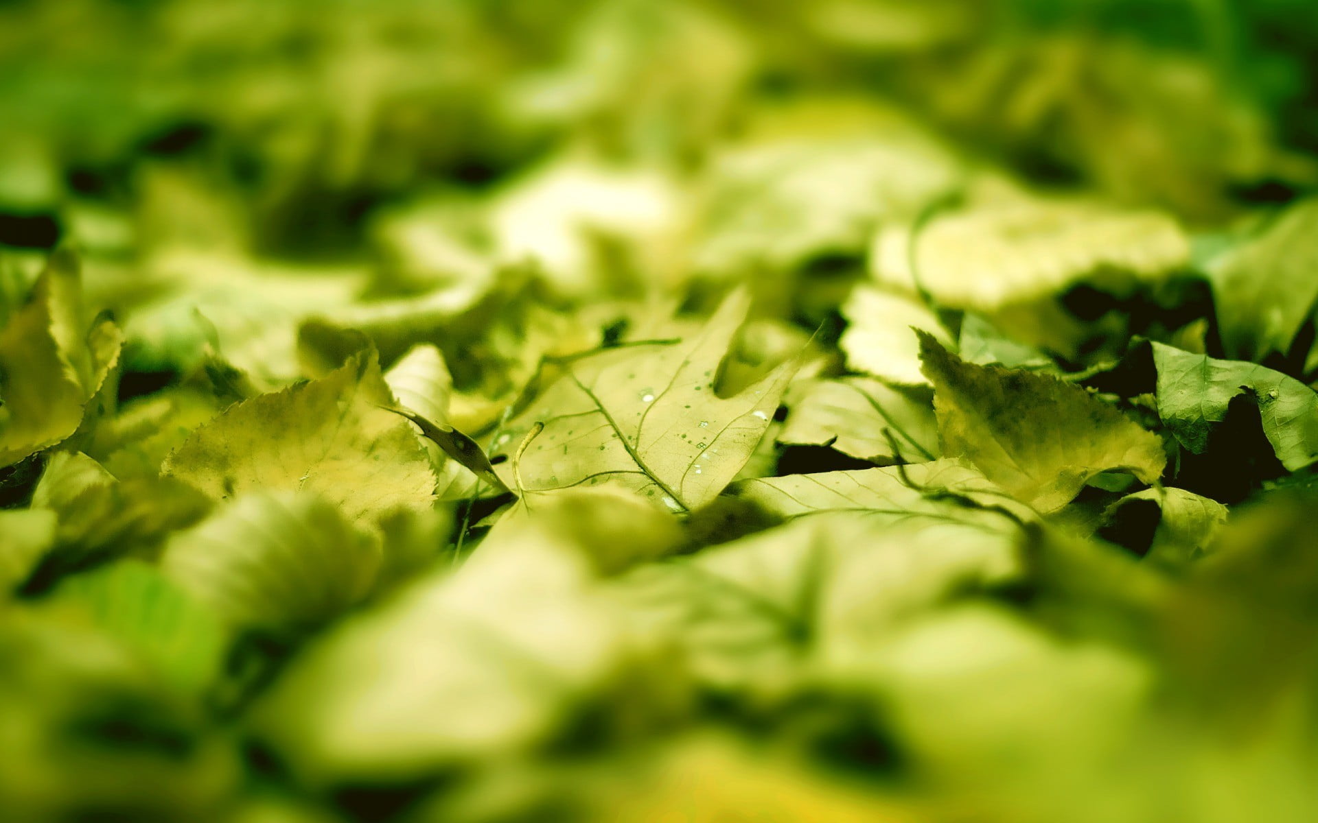leaf, backgrounds, 1080P, nature, growth, color Image, food and drink, forest, abstract, plant, sunlight, organic, environment, season, autumn, agriculture, HD Wallpaper