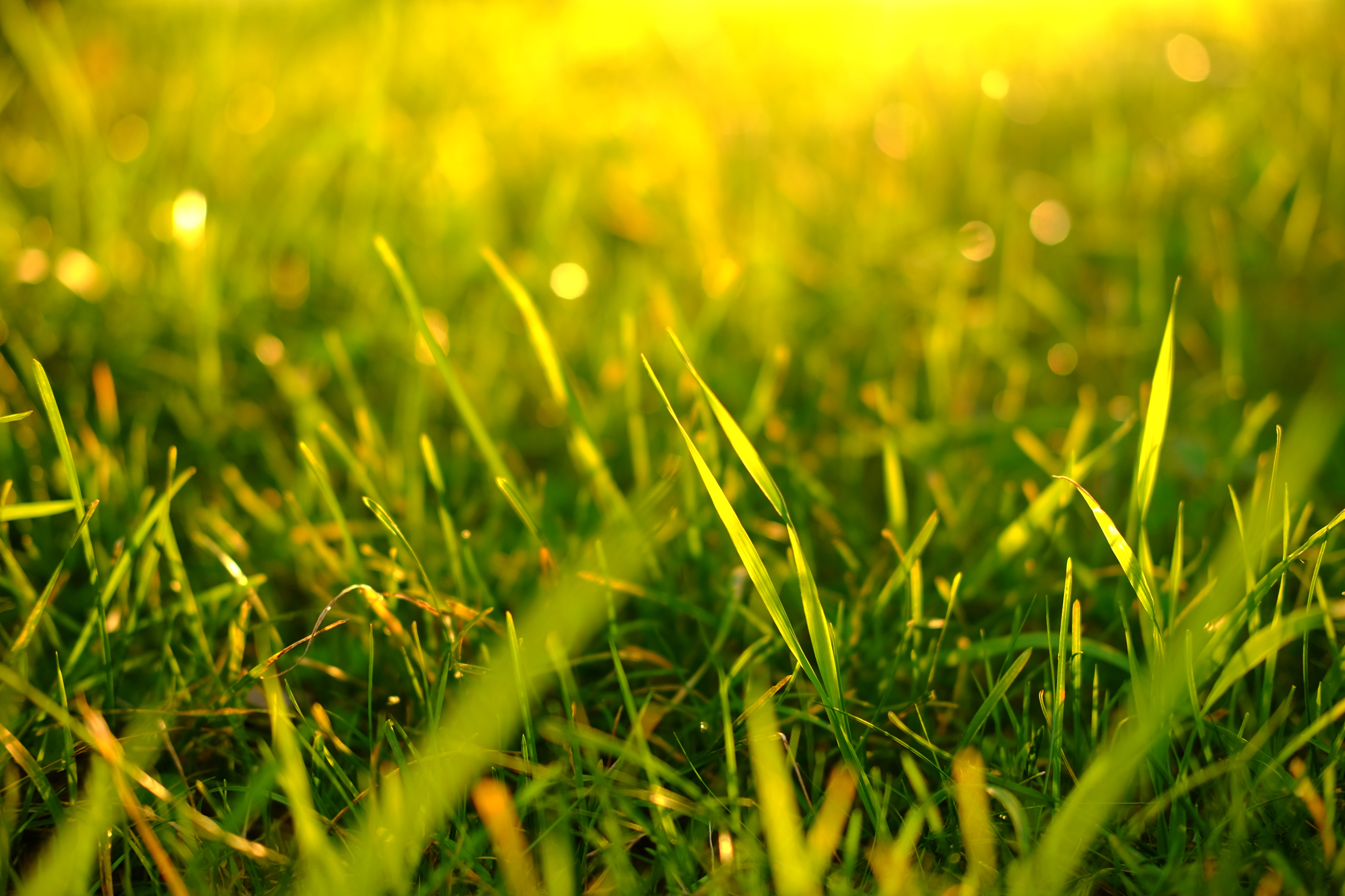 macro, green, grass, 4K, plants, blurred, HD Wallpaper