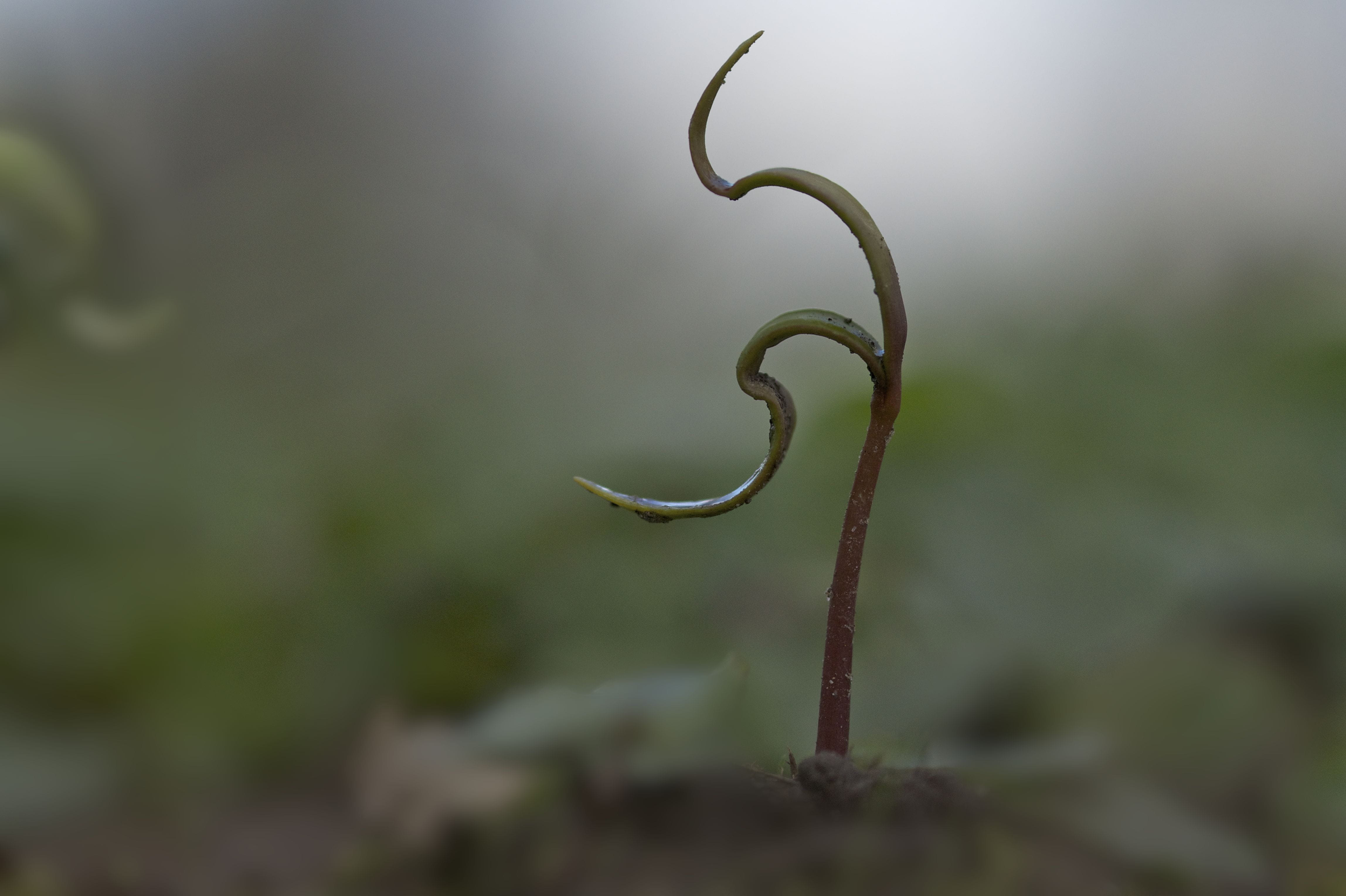 plant, day, no people, outdoors, growth, beauty in nature, vine, moss, animal, fern, snake, sprout, botany, green color, 4K, grow, reptile, plant part, HD Wallpaper