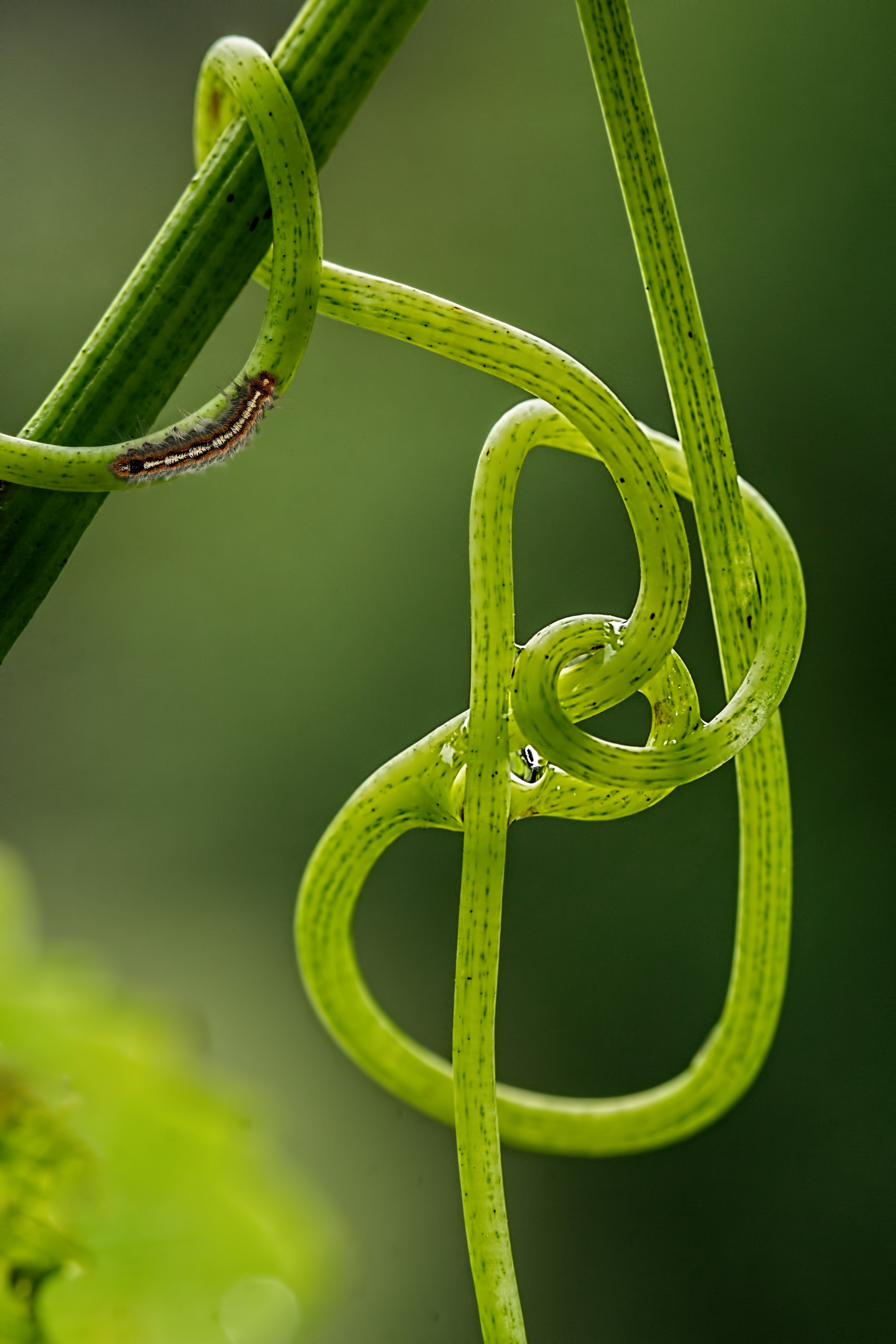 growth, spiral, selective focus, animals in the wild, moth, tangle, caterpillar, noose, vine, animal, no people, green, nature, knot, beauty in nature, Phone HD Wallpaper