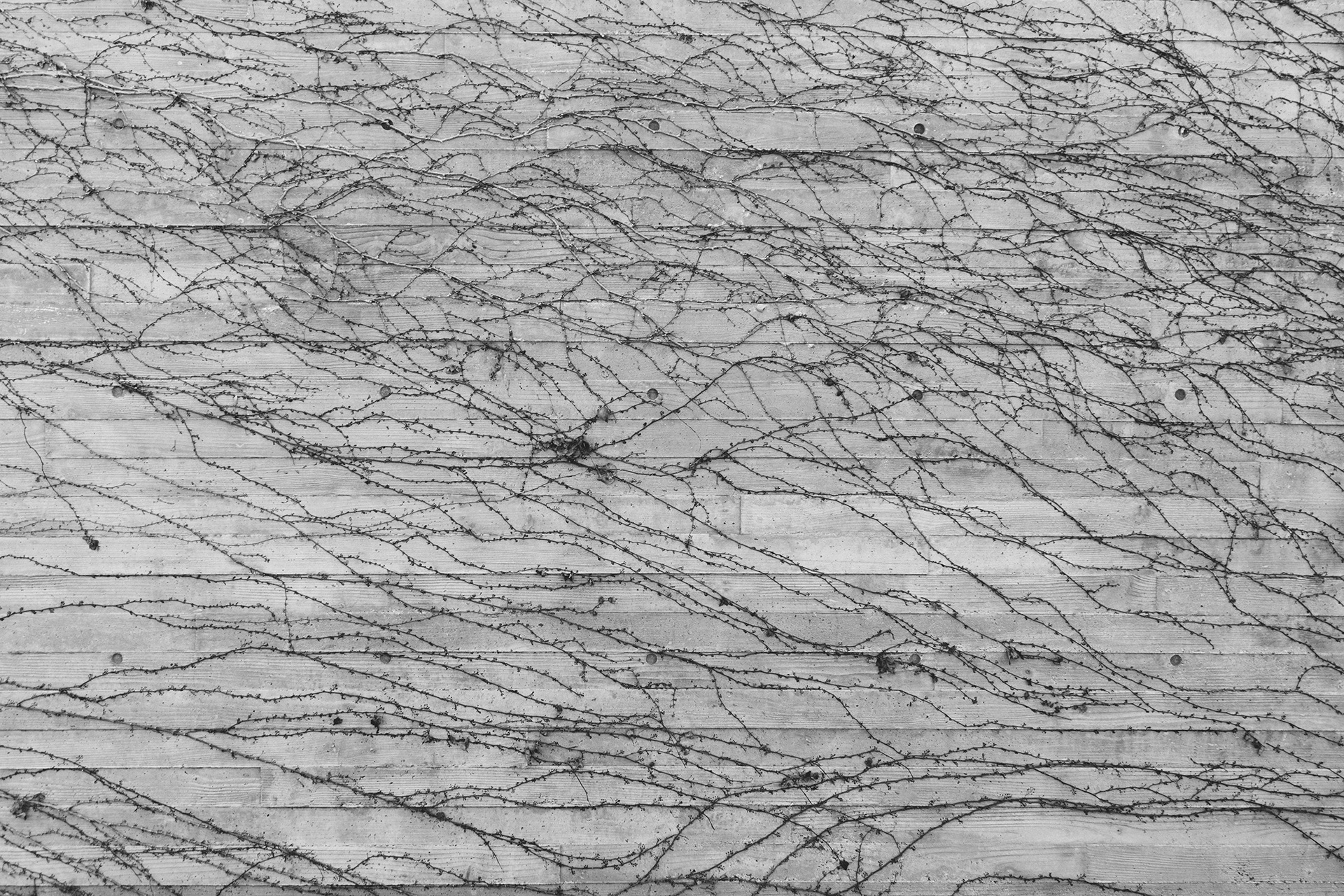creativity, white color, tendrils, built structure, textured effect, day, 1080P, architecture, outdoors, backgrounds, pattern, close-up, twines, growth, HD Wallpaper