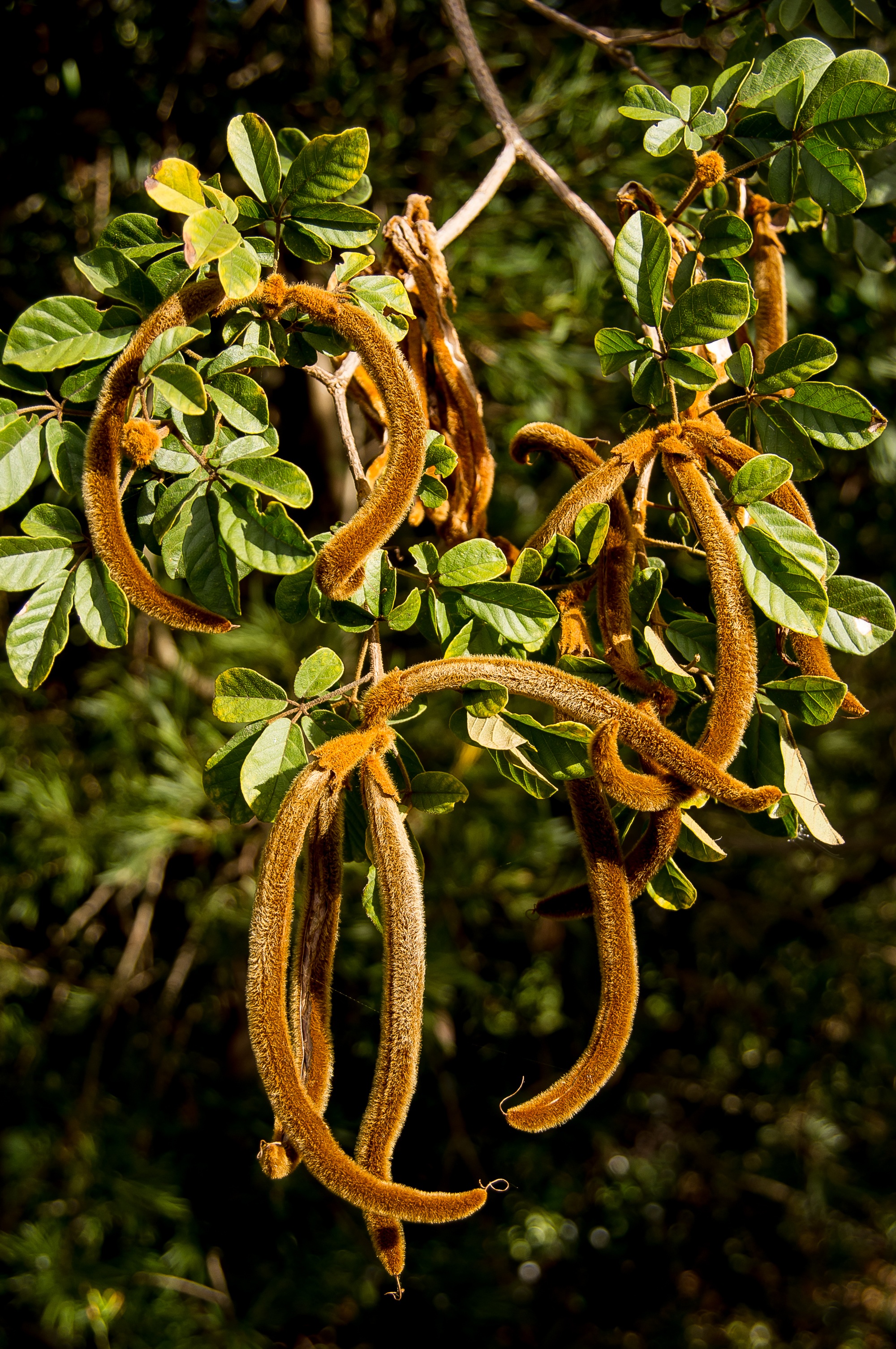 plant part, furry, spiral, beauty in nature, tabebuia chrysantha, freshness, curled up, tendril, tranquility, plant, vine, day, golden trumpet tree, texture, Phone HD Wallpaper