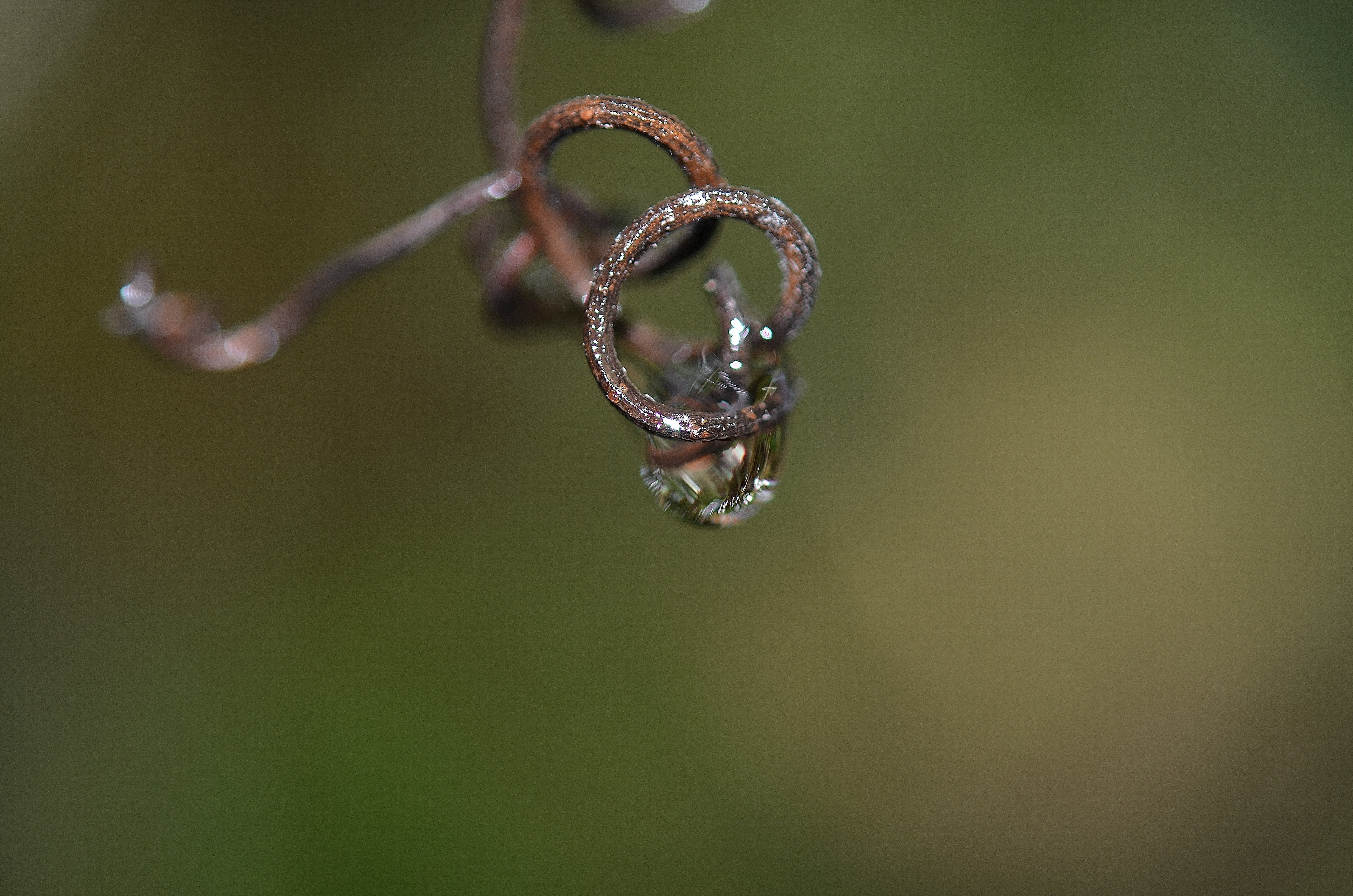 tendril, shape, focus on foreground, waterdrop, emotion, hanging, plant, drop, macro, love, nature, indoors, positive emotion, reflection, rain, jewelry, HD Wallpaper