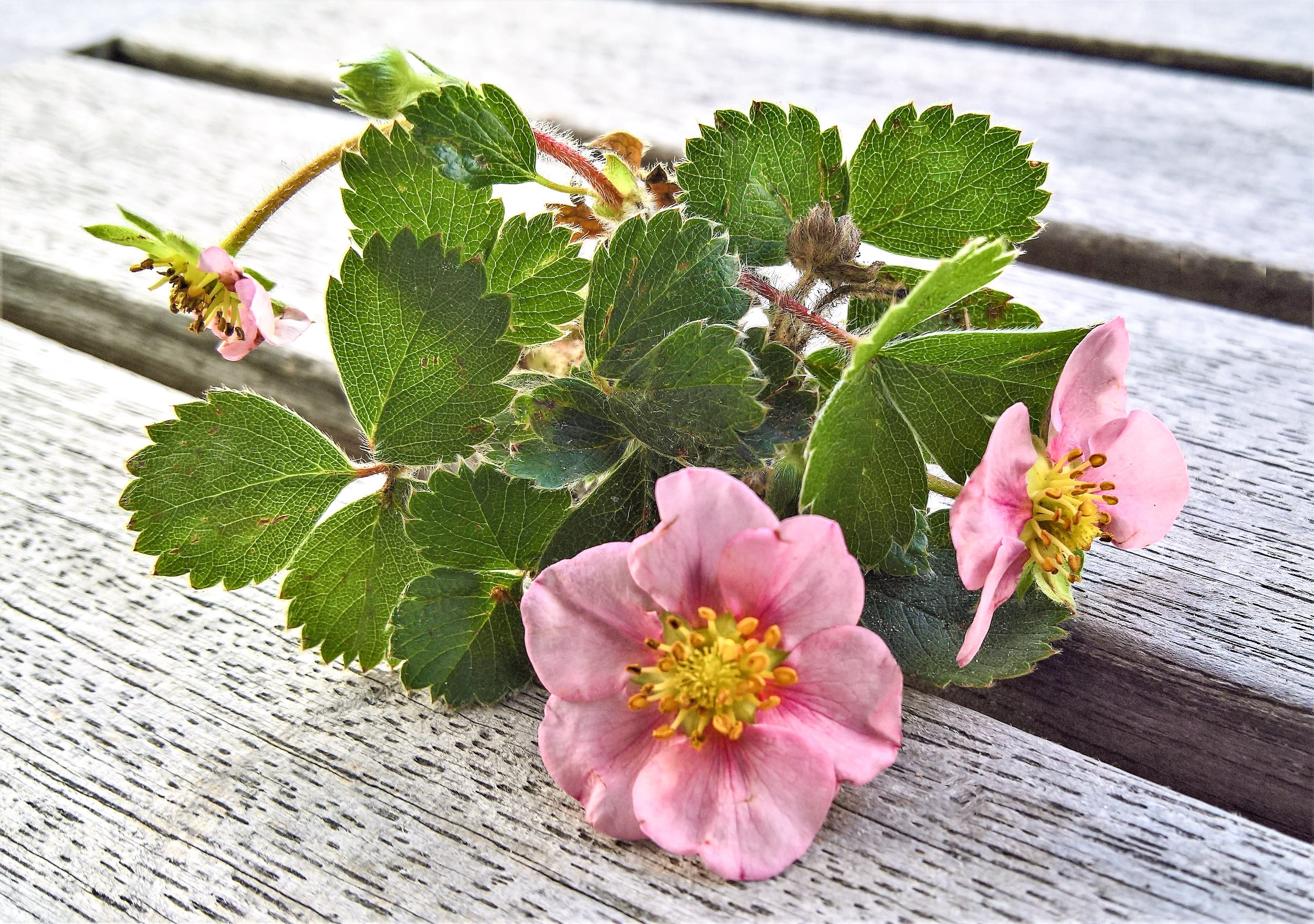 no people, plant part, flowering plant, bloom, inflorescence, fruit harvest, plant, day, grow, beauty in nature, growth, new strawberry plant, pink color, HD Wallpaper
