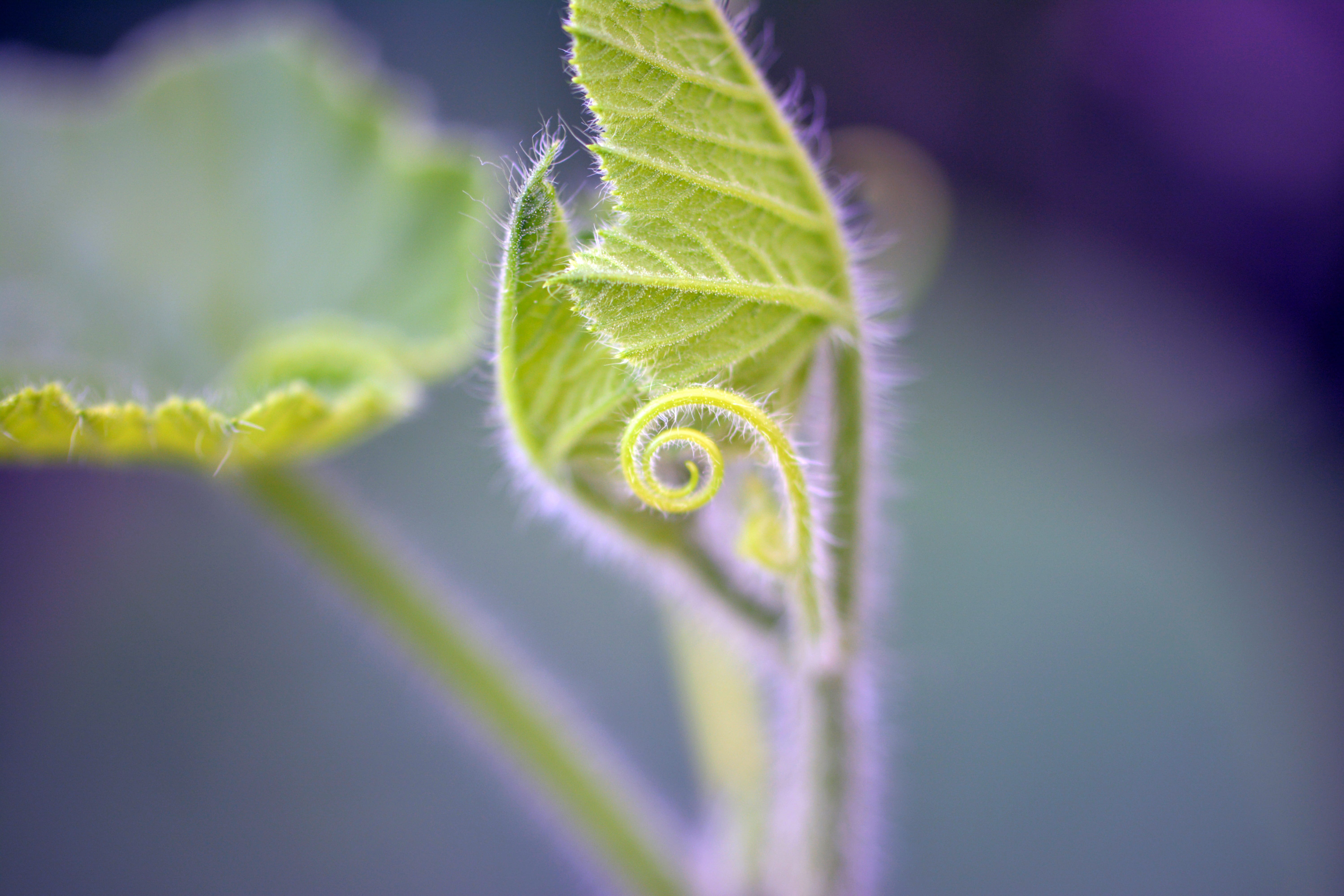 nature, selective focus, vegetable, garden, organic, tendril, gardening, macro, vegetables, freshness, day, studio shot, plant part, purple, pumpkin, green color, HD Wallpaper