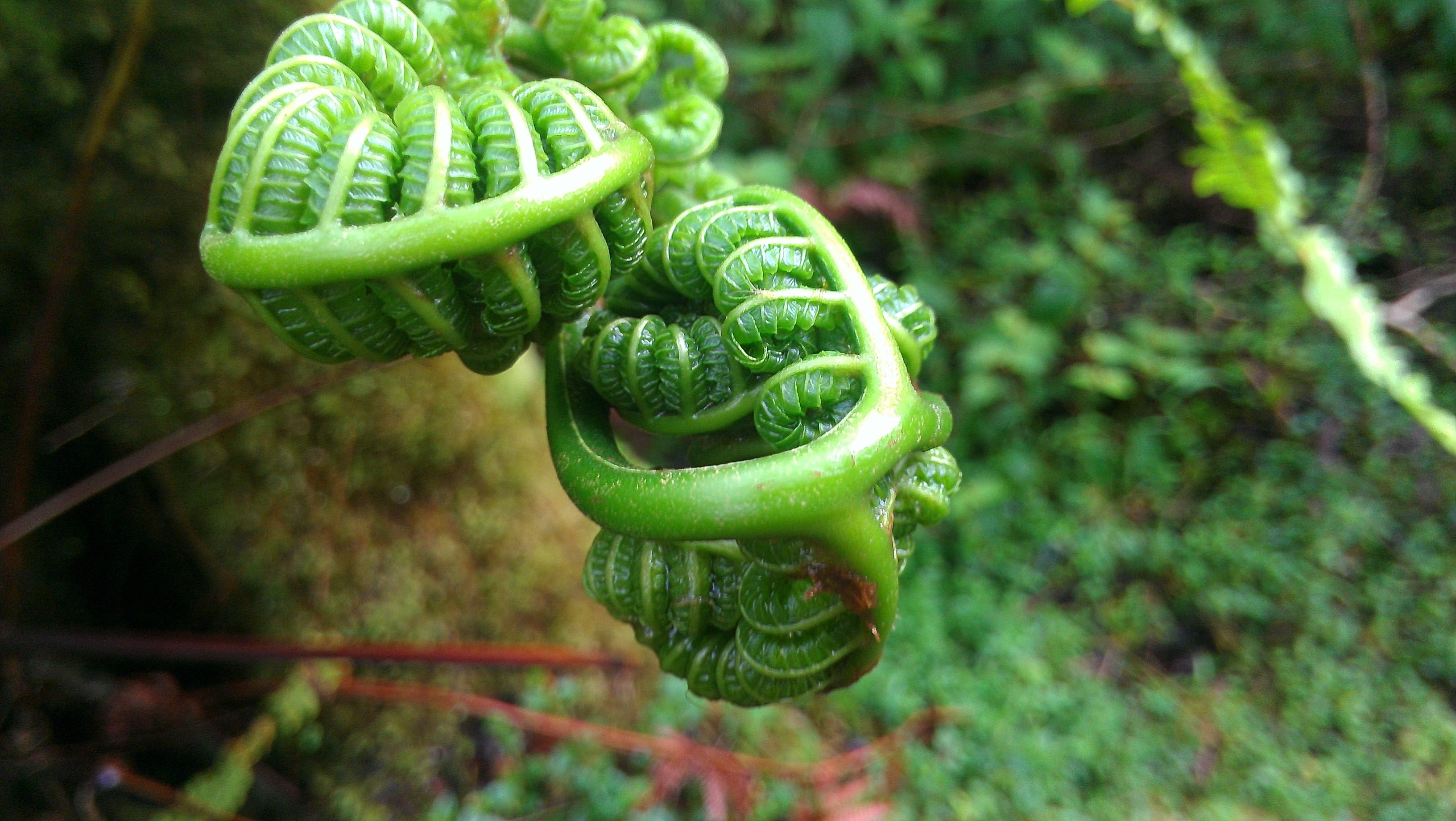 selective focus, curled up, food and drink, hawaii, outdoors, day, healthy eating, food, fern, hapuu, tree, focus on foreground, beauty in nature, mountain view, HD Wallpaper