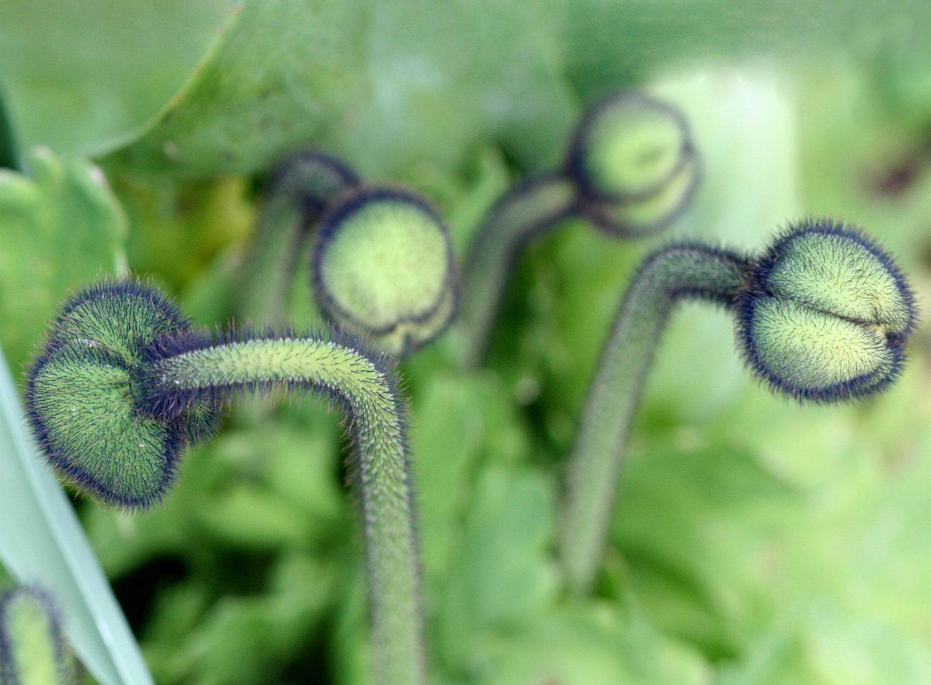 close-up, tendril, growth, beauty in nature, focus on foreground, nature, flower, 1080P, leaf, Aero, vulnerability, day, fragility, Fresh, outdoors, plant part, HD Wallpaper