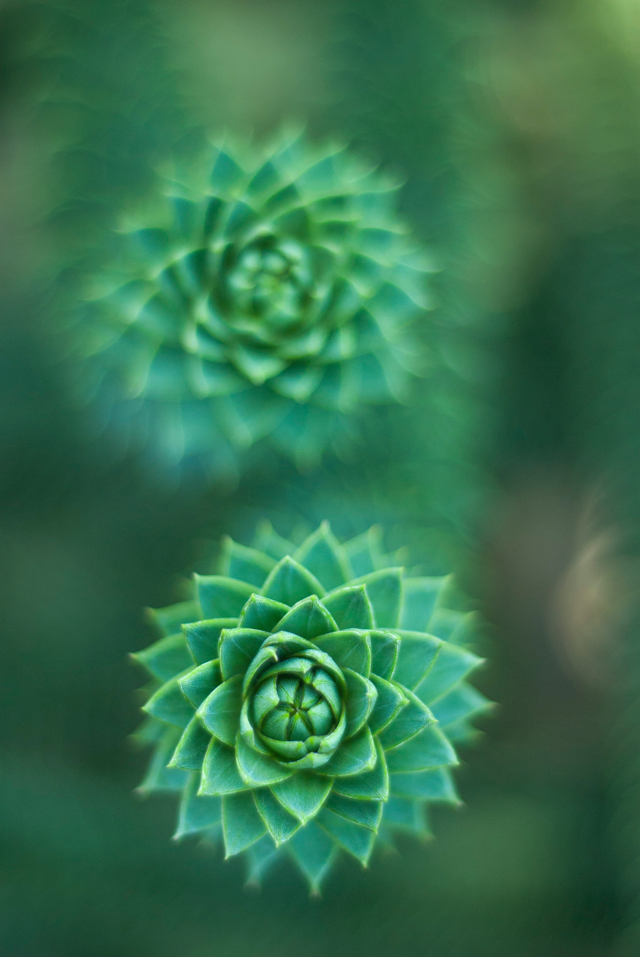 flower head, freshness, leaf, fragility, flowering plant, vulnerability, garden, plant, focus on foreground, succulent, close-up, extreme close-up, tendril, Phone HD Wallpaper