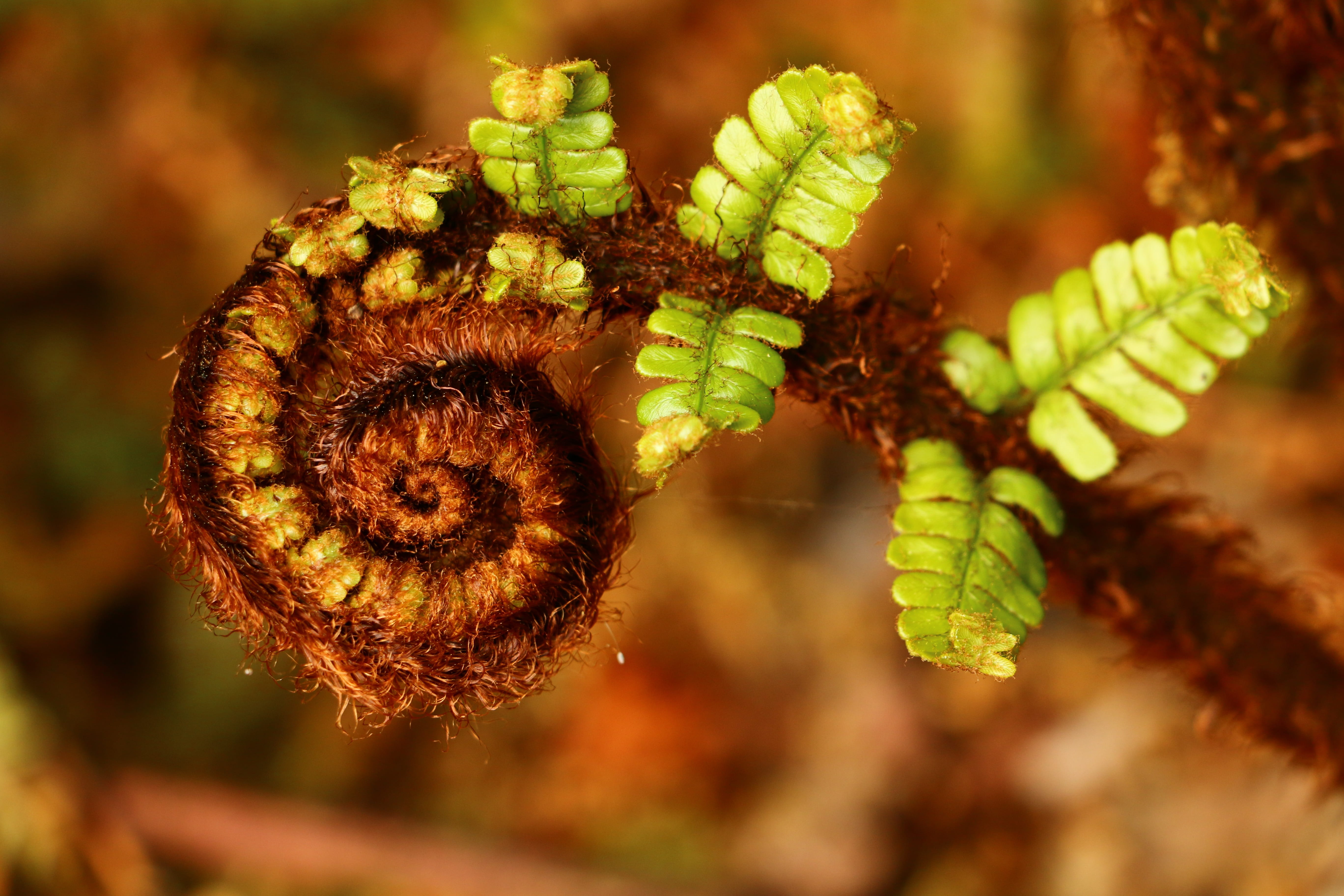 food and drink, 5K, green, nature, growth, green color, day, selective focus, outdoors, ferns, fern, close-up, ripe, plant part, environment, tendril, HD Wallpaper