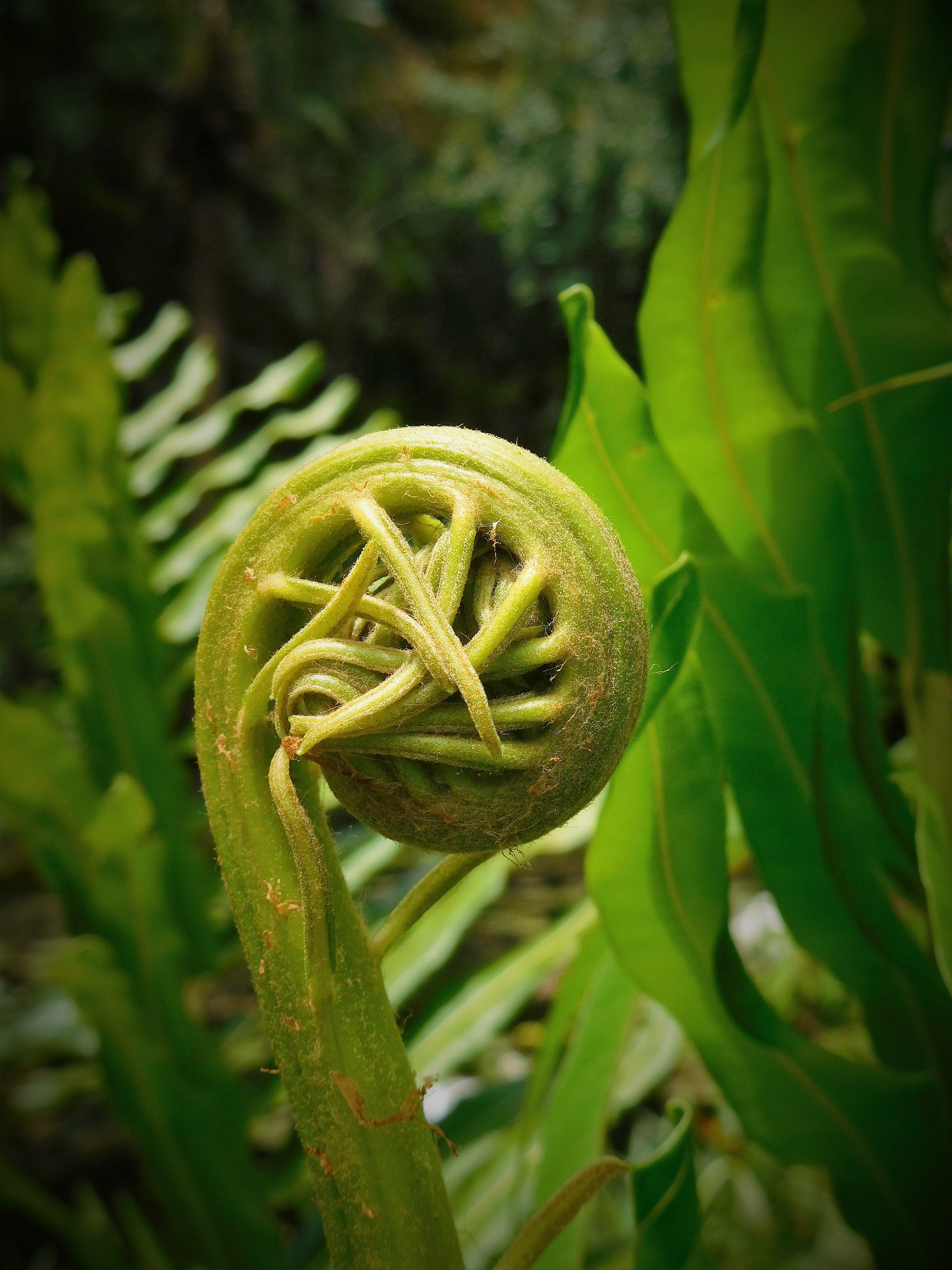 natural, freshness, close-up, plant part, vulnerability, tranquility, fern, green color, outdoors, fragility, green, beauty in nature, leaf, spiral, 4K, Phone HD Wallpaper