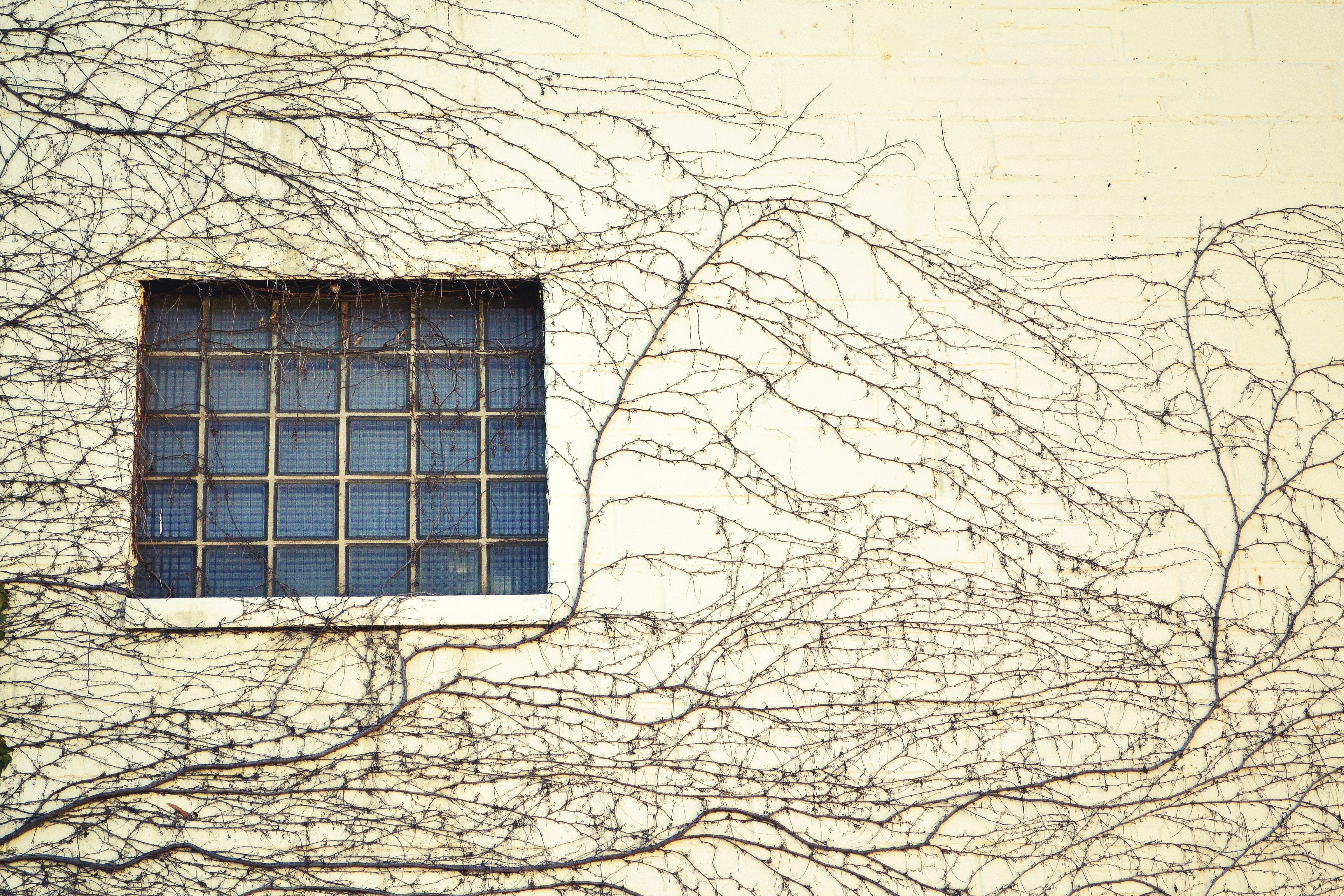 no people, Building, glass - material, branch, nature, 4K, creeping, growth, climbing, low angle view, bare tree, wall - building feature, Tendril, residential district, HD Wallpaper