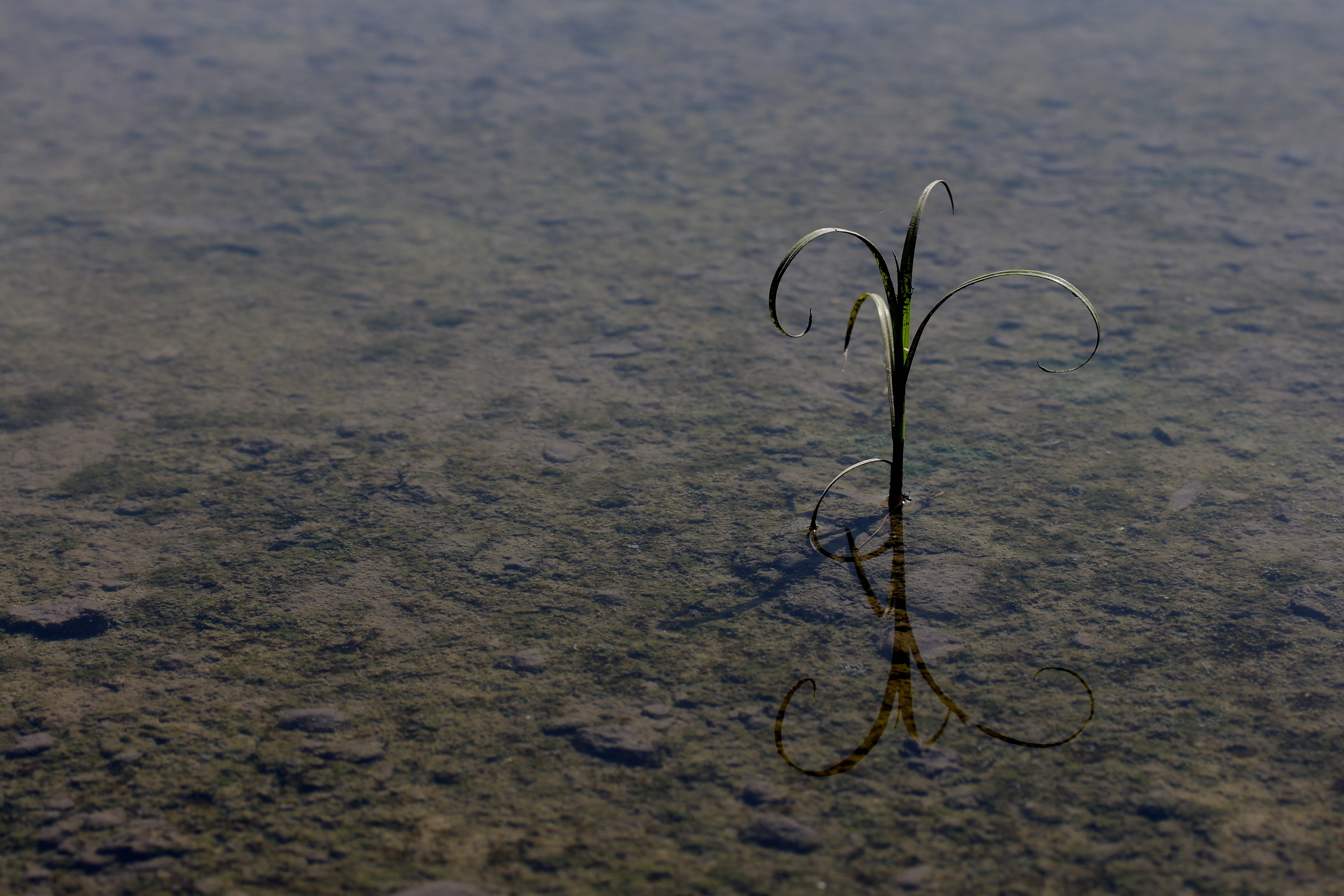 water, nature, sand, tendril, spiral, outdoors, reflection, arid climate, no people, 5K, growth, tranquility, dry, loneliness, fragility, close-up, beach, HD Wallpaper