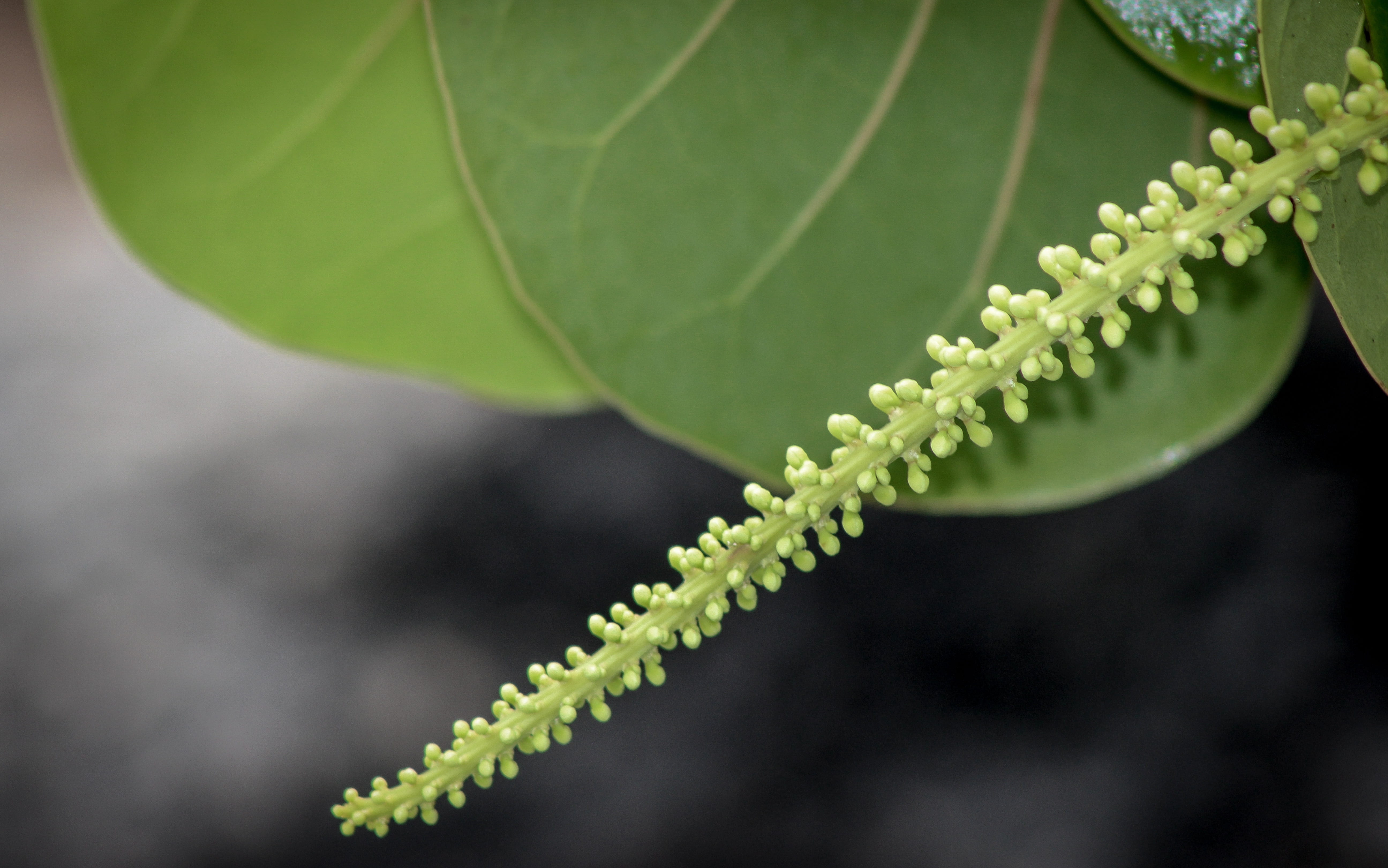 close-up, 5K, leaf, food and drink, healthy eating, selective focus, fragility, no people, day, green color, tendril, closeup, beauty in nature, botany, HD Wallpaper