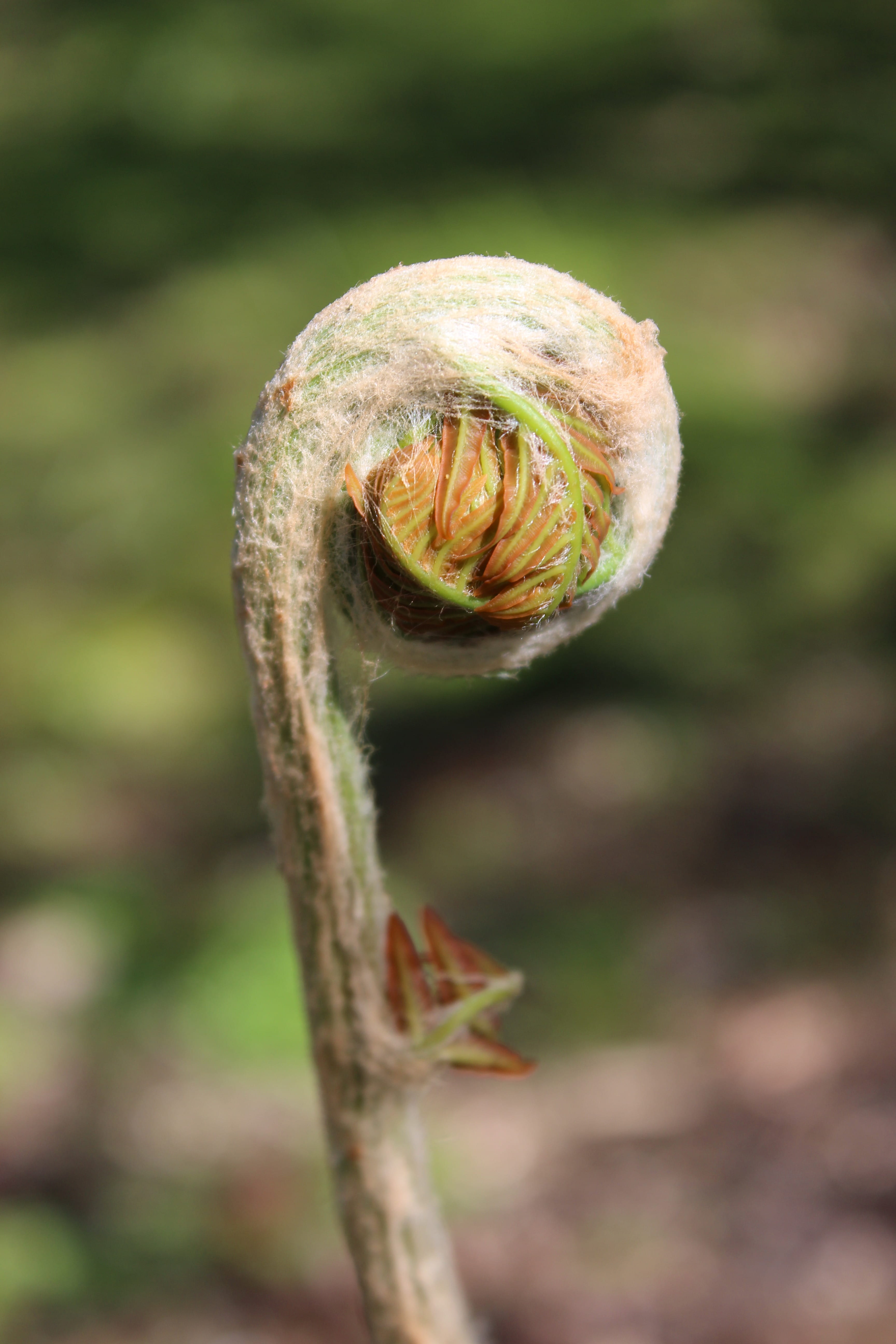 5K, fern, focus on foreground, selective focus, outdoors, growth, vessel sporenpflanze, close-up, vulnerability, ferns, fiddlehead, tendril, fragility, Phone HD Wallpaper