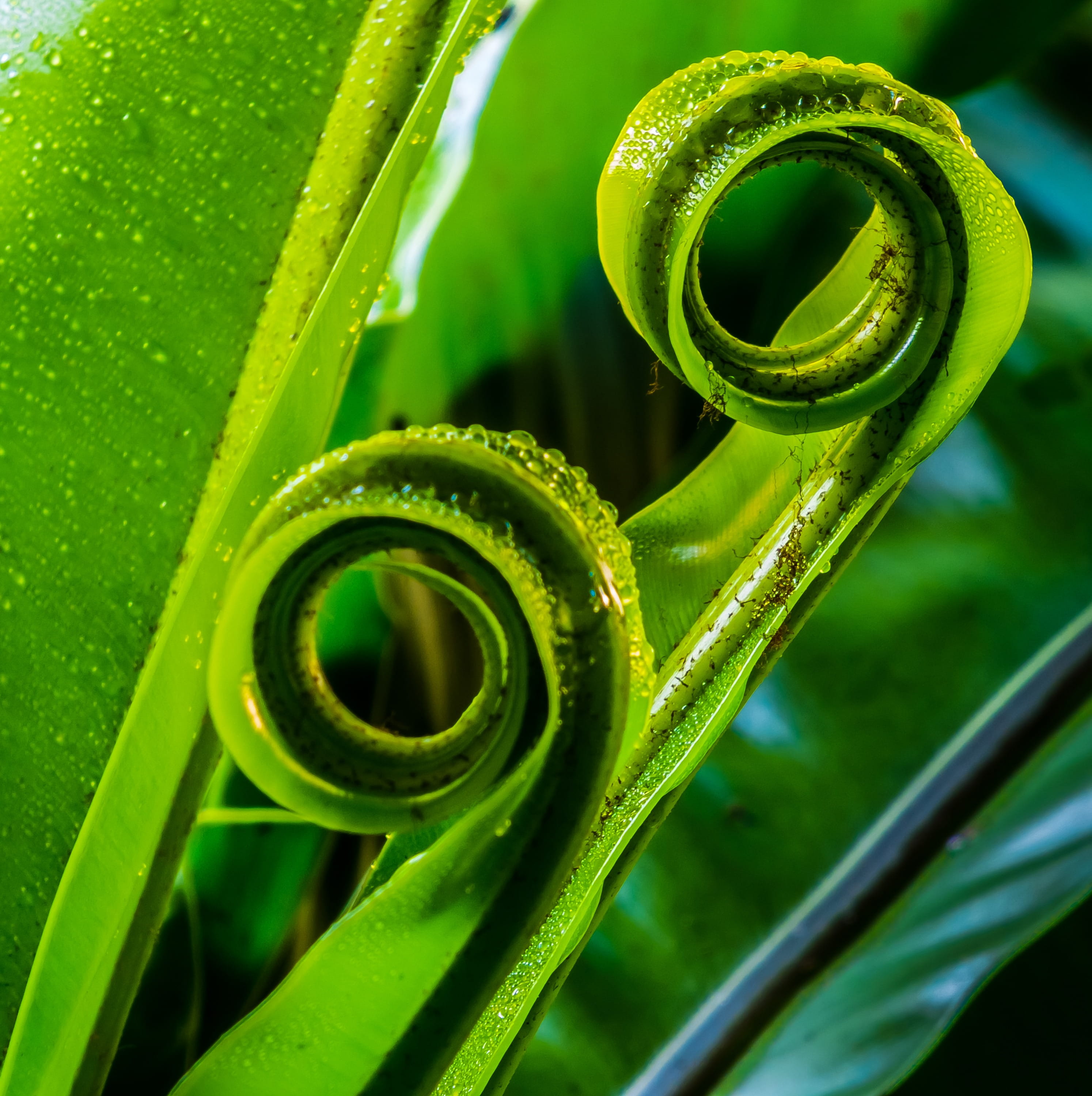 green, spiral, 2K, freshness, leaf fern, selective focus, blade of grass, close-up, raindrop, green color, plant part, curled up, no people, plant, day, Phone HD Wallpaper