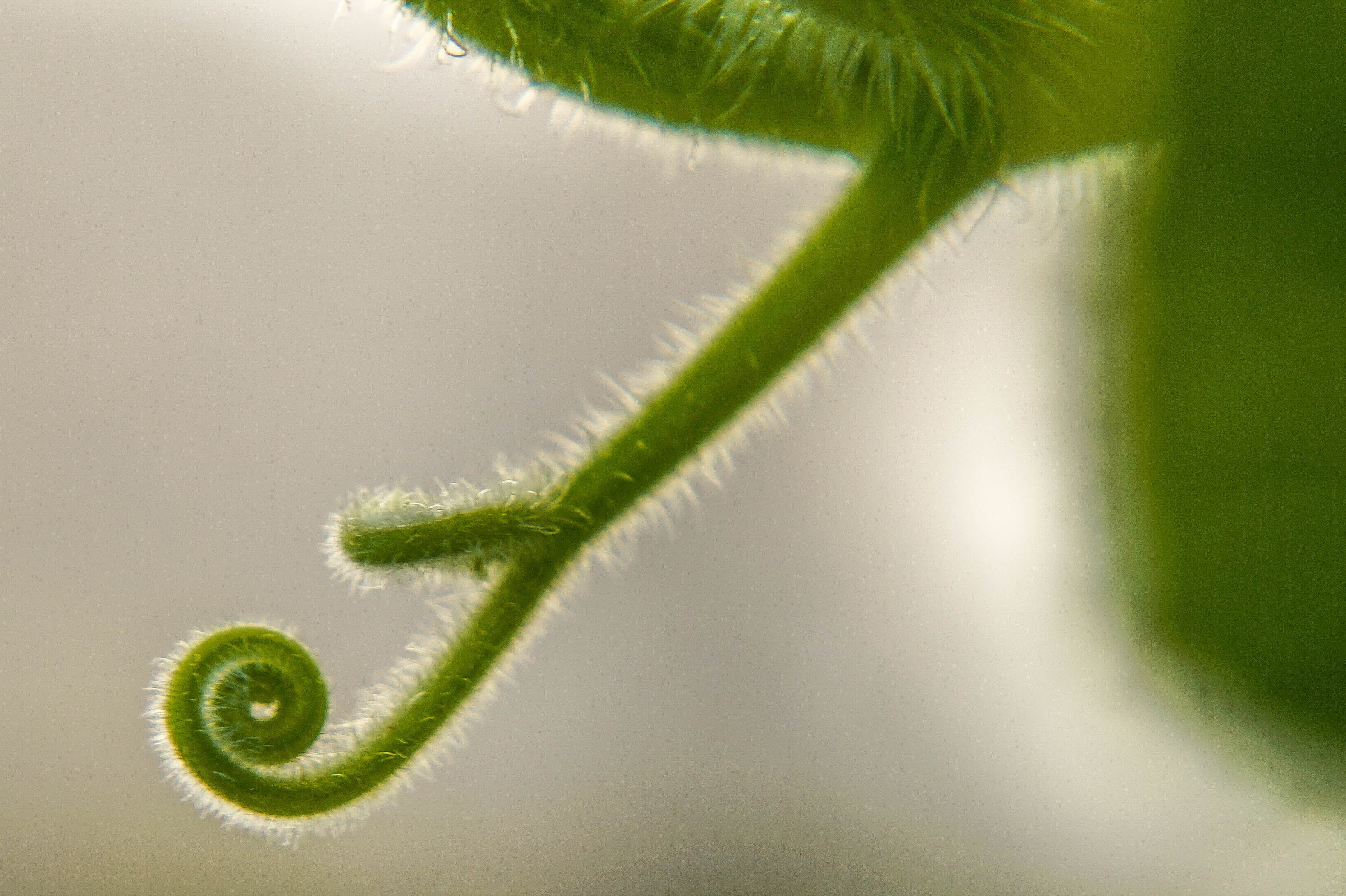 outdoors, environment, tendril, green, growth, 2K, fragility, beauty in nature, Nature, springtime, extreme close-up, Plant, tree, day, no People, plant part, HD Wallpaper