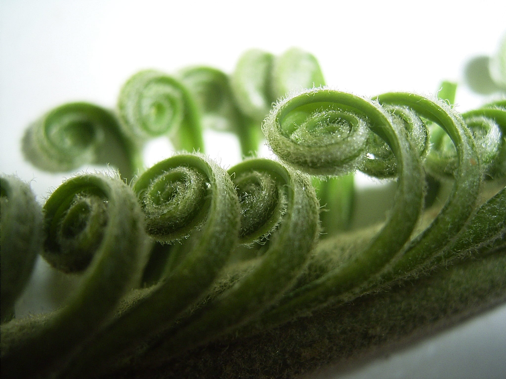 vegetable, food, studio shot, still life, food and drink, 1080P, wellbeing, plant, Flora, beauty in nature, tendril, green color, Fern, close-up, freshness, HD Wallpaper