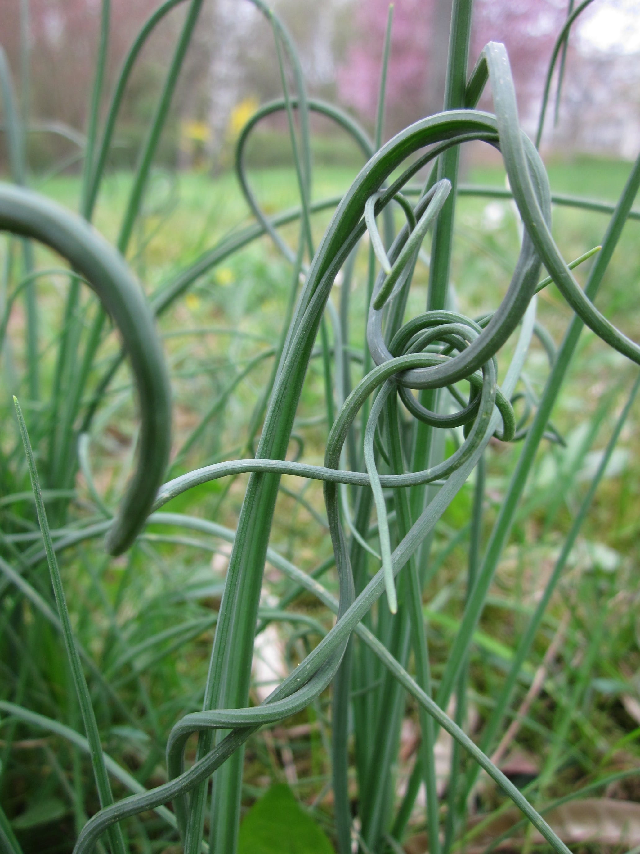 2K, Allium Schoenoprasum, metal, fresh, ingredient, beauty in nature, focus on foreground, field, green color, land, Chives, tangled, day, growth, blade of grass, Phone HD Wallpaper