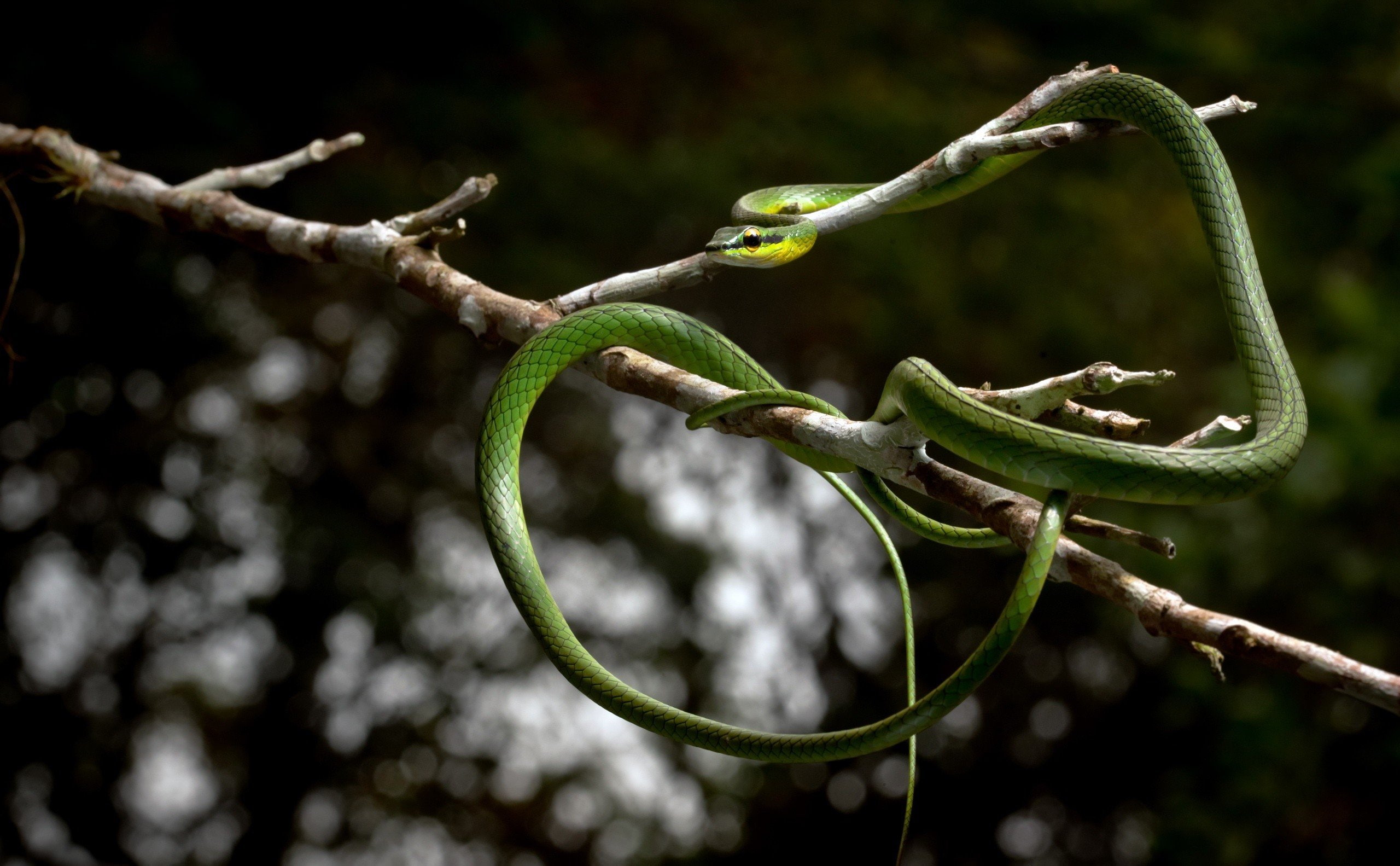 plant part, green color, twig, plant, leaf, snake reptiles branch animals, branch, tree, tendril, nature, beauty in nature, 2K, selective focus, vine, HD Wallpaper