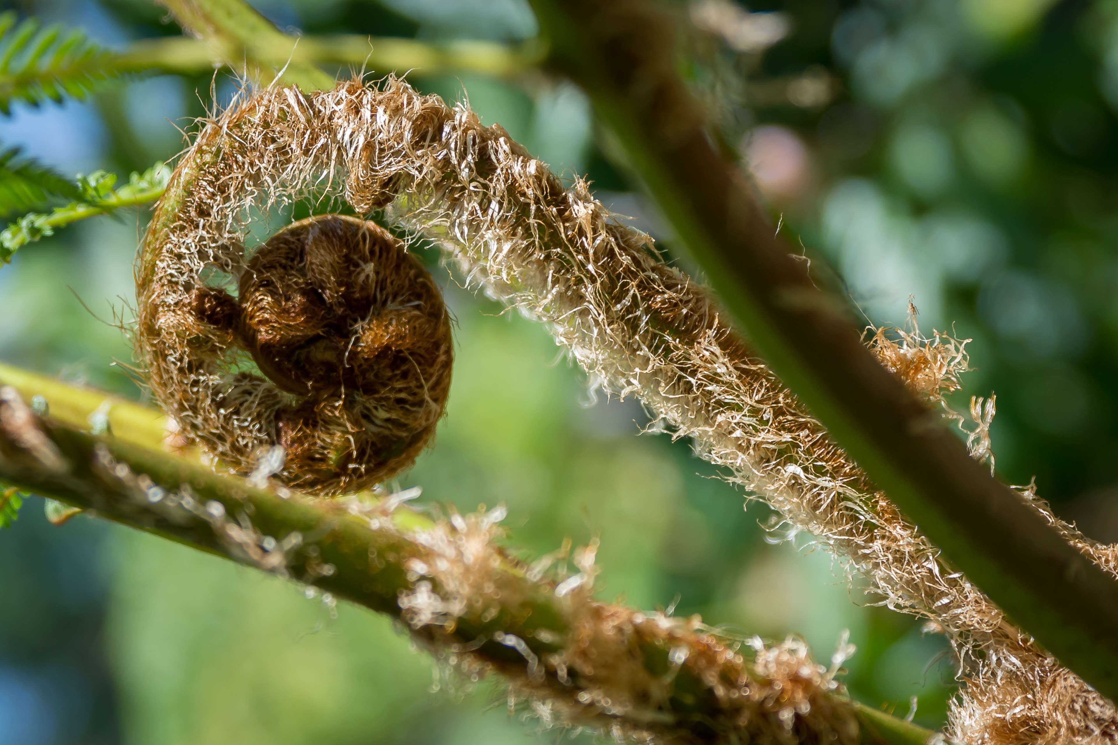 vulnerability, focus on foreground, selective focus, nature, day, no people, tendril, growth, plant part, tree fern, puerto vallarta botanic garden, plant stem, HD Wallpaper