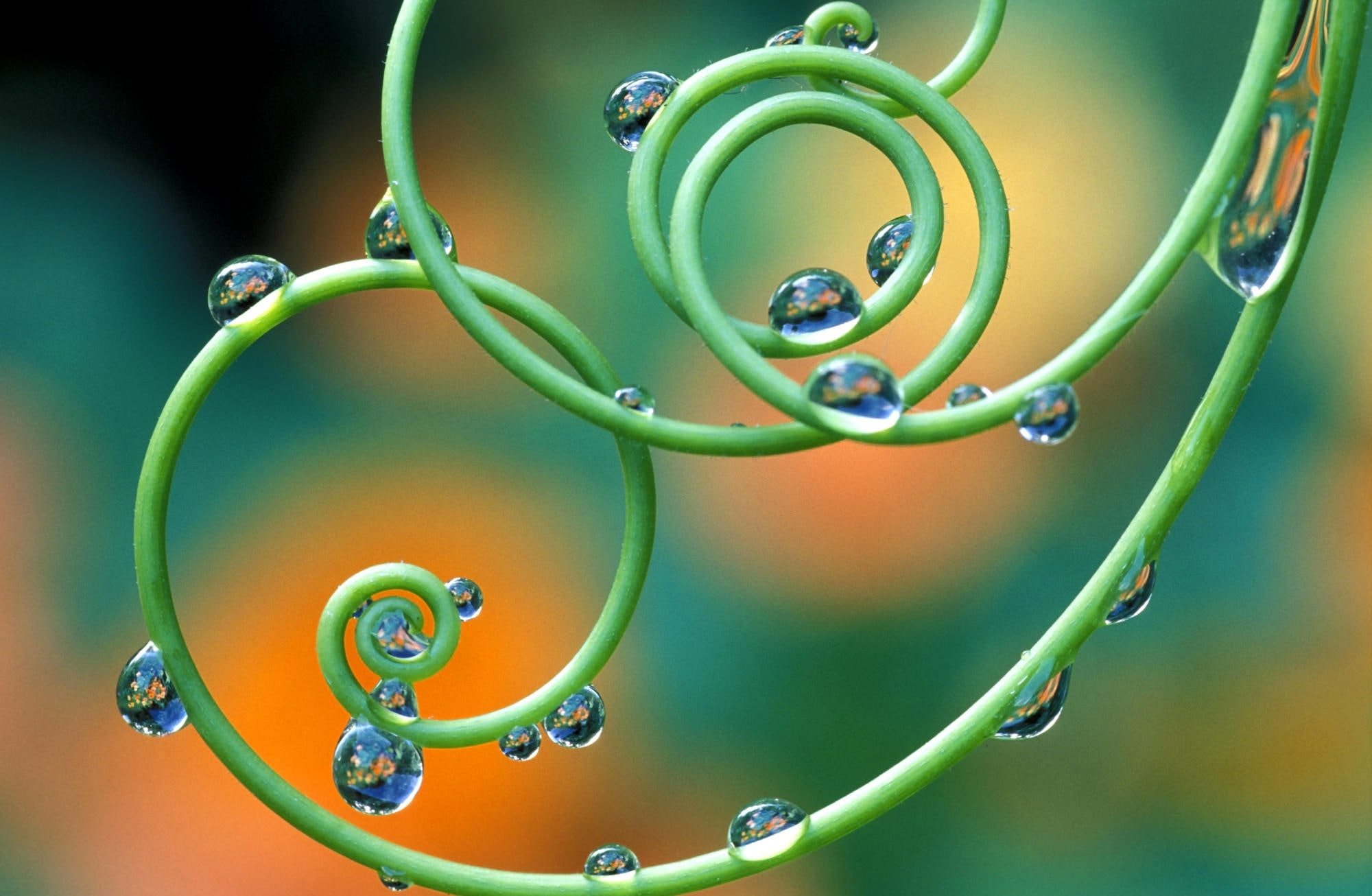 Flower, 1080P, Aero, Tendrils, growth, water, close-up, shape, droplets, Fresh, fragility, drop, tranquility, nature, bubble, day, Passion, green color, HD Wallpaper