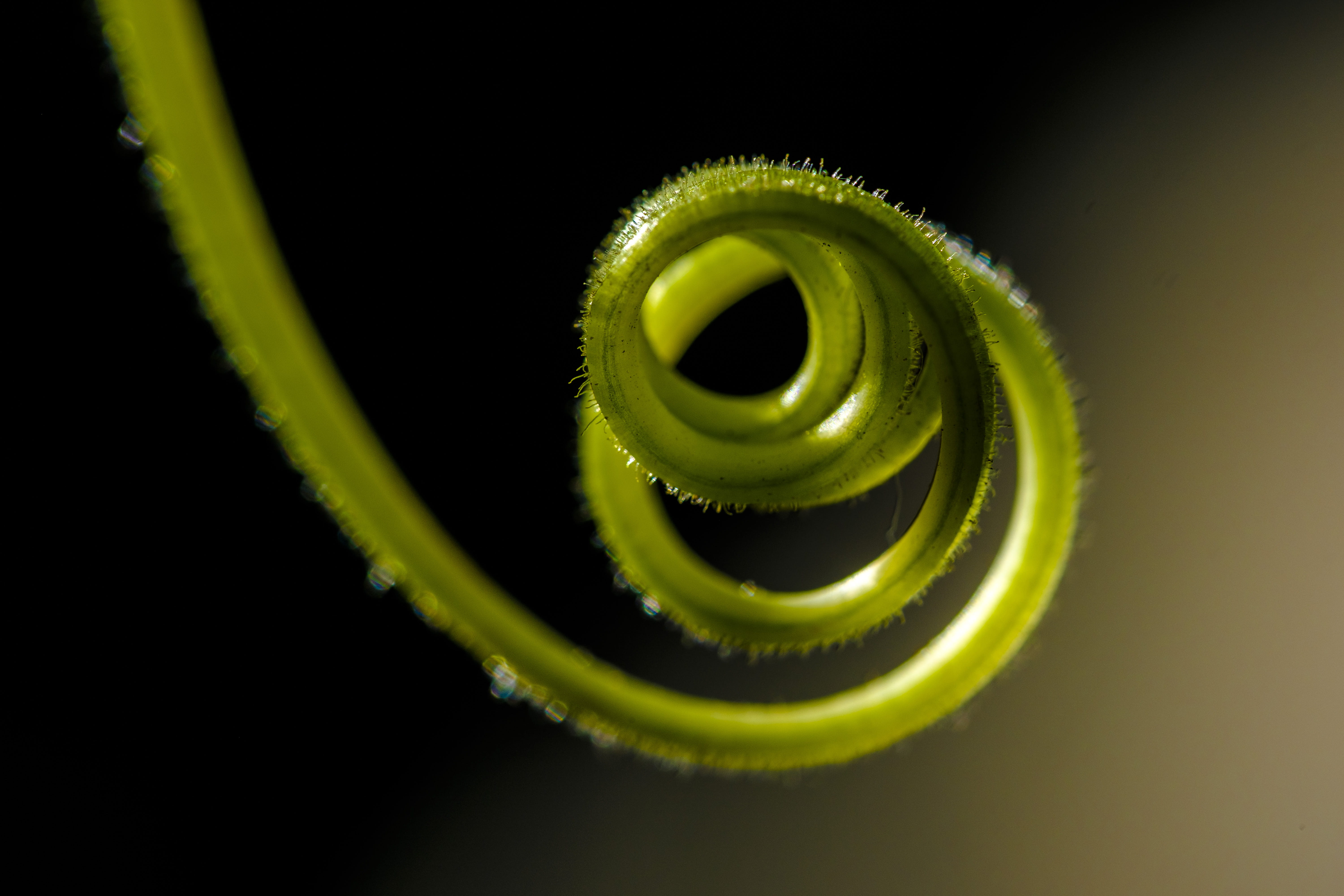 close-up, nature, no people, black background, spiral, food and drink, animal themes, plant, vine, animal wildlife, macro, studio shot, single object, curled up, HD Wallpaper