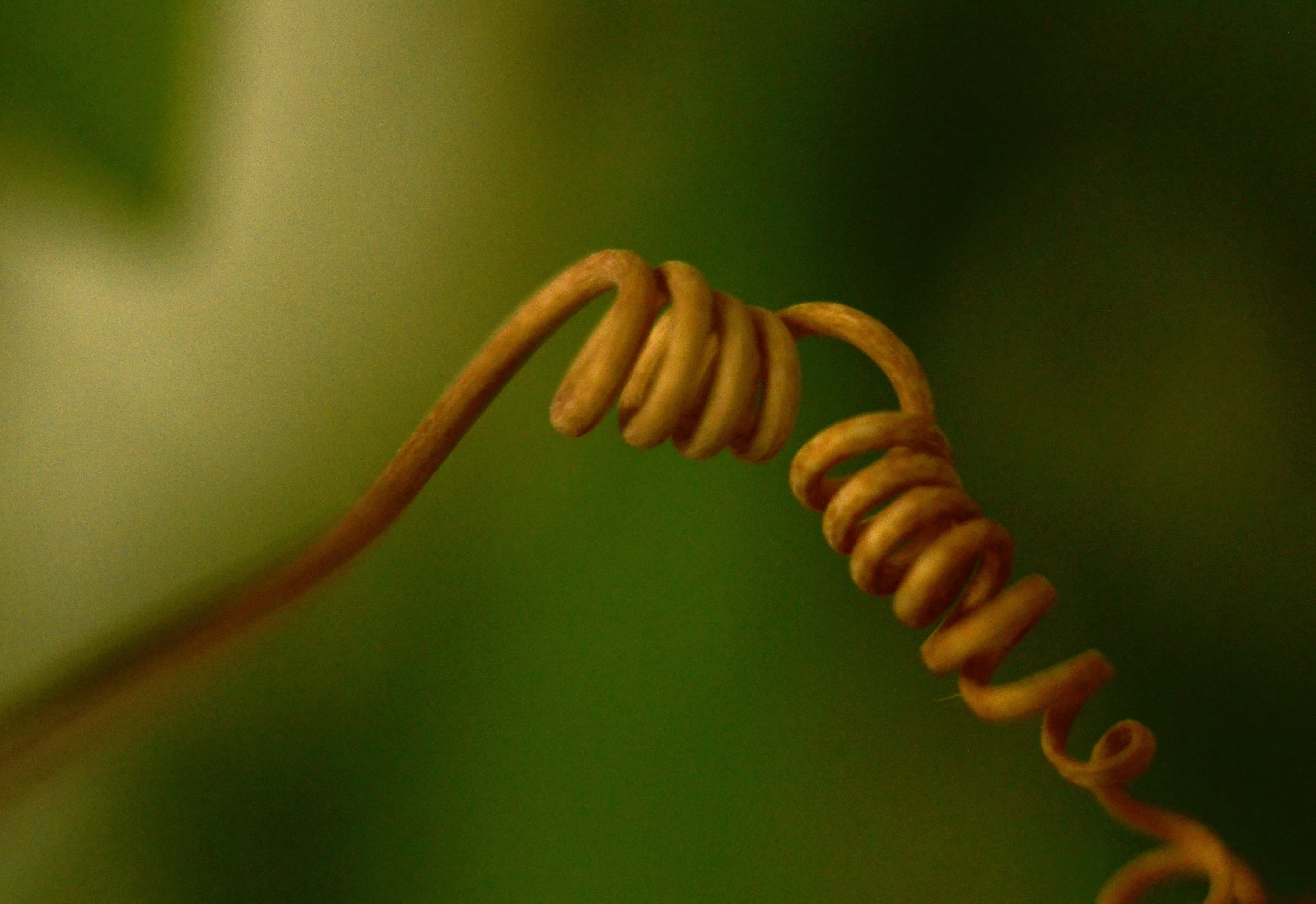 green color, draught, freshness, tendril, macro, spiral, close-up, flowers, curls, growth, curled up, outdoors, fragility, curlicue, focus on foreground, HD Wallpaper