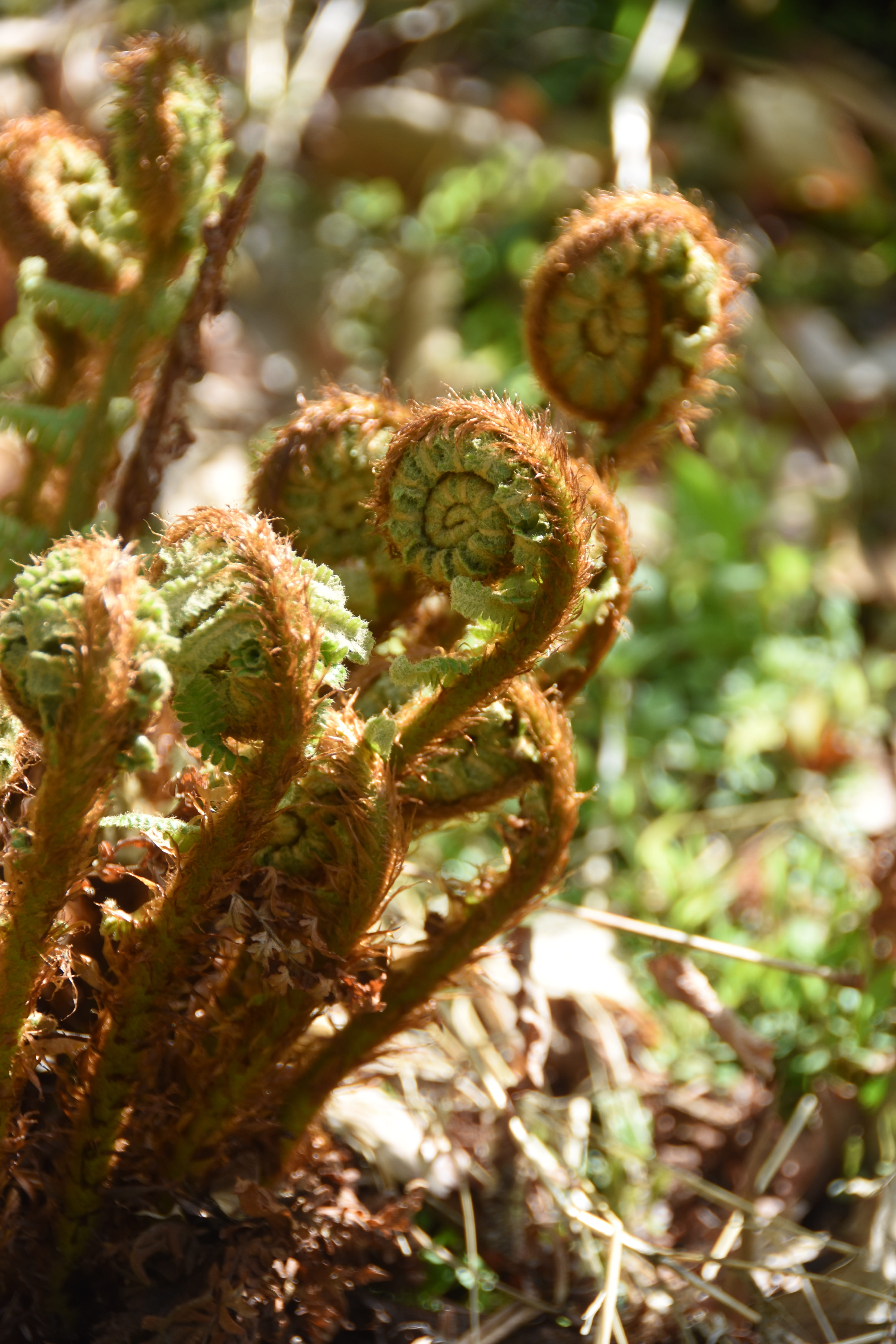 focus on foreground, growth, close-up, curve, selective focus, vulnerability, no people, beauty in nature, outdoors, fern, spiral, fragility, 5K, land, Phone HD Wallpaper